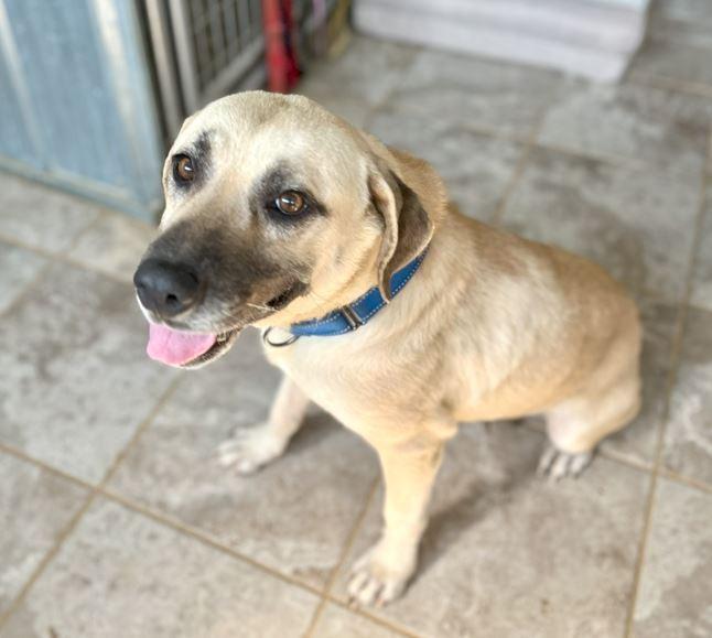 Tinsel, a Adoptable mixed breed in Mocksville, NC image 4/4