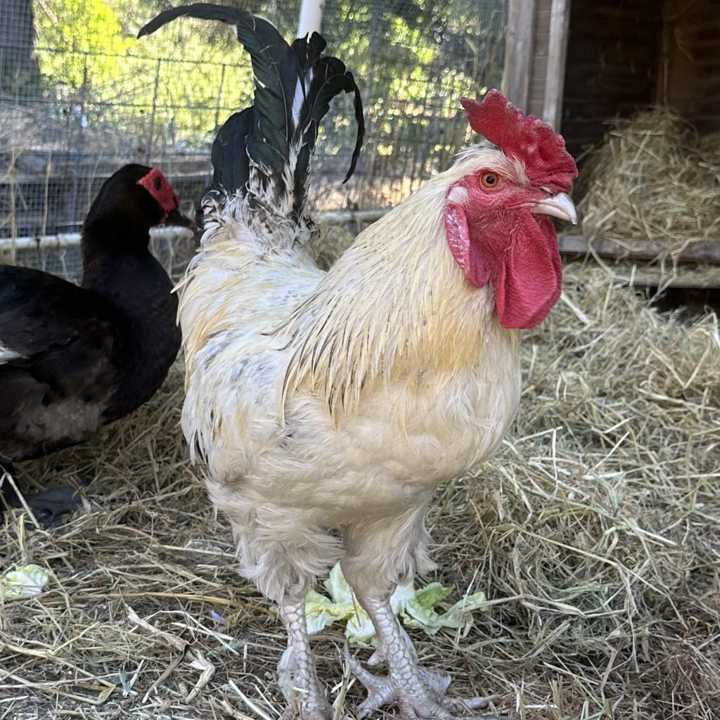 ARIES, Adoptable, Adult Male Chicken.