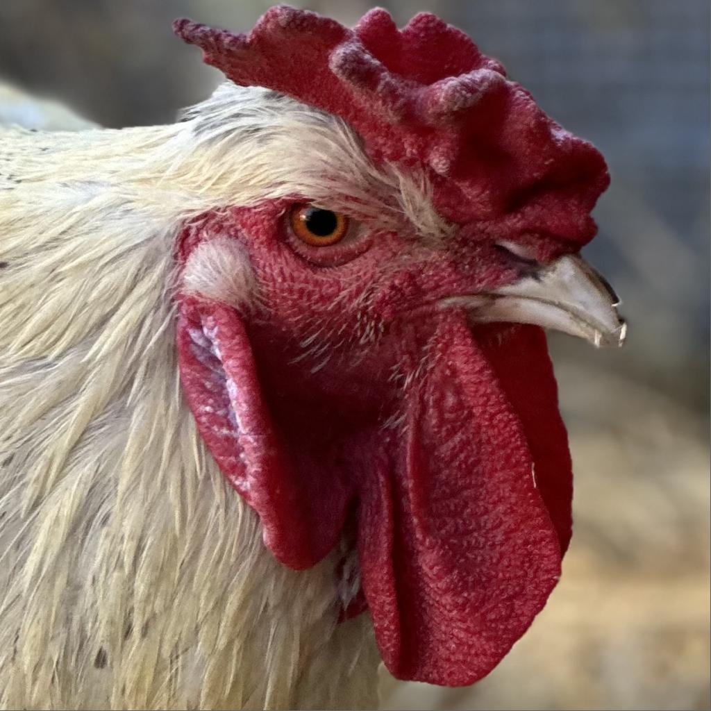 ARIES, a Adoptable Chicken in Point Richmond, CA image 2/2