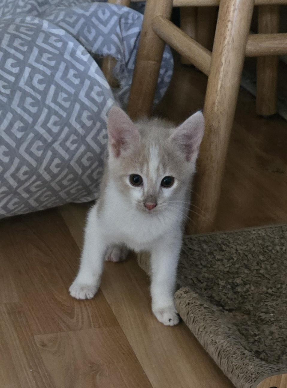 Wesley-KJ (bonded with Wendy), an adopted Domestic Medium Hair in Burlington, WA image 1/3