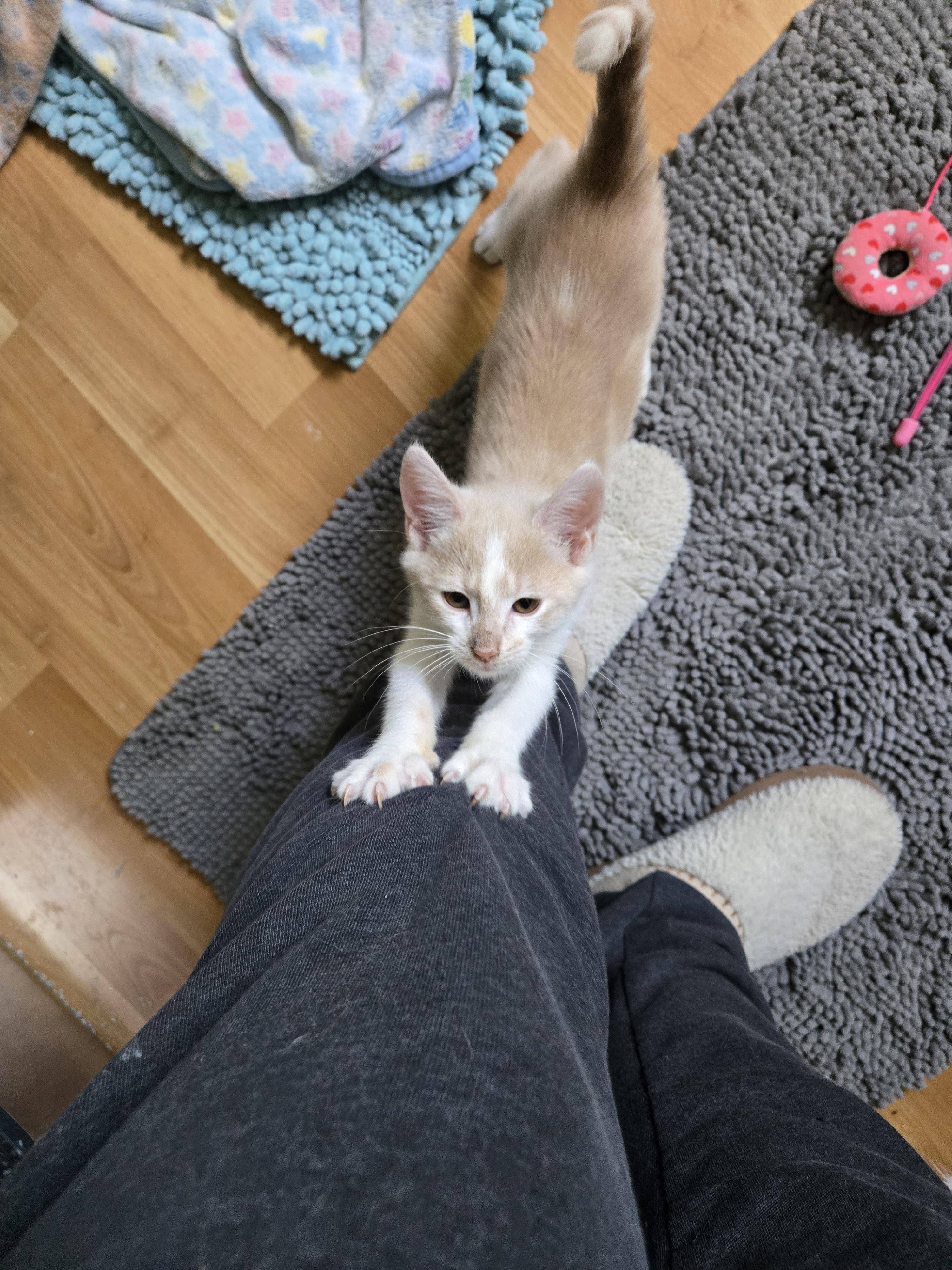 Wesley-KJ (bonded with Wendy), an adopted Domestic Medium Hair in Burlington, WA image 3/3