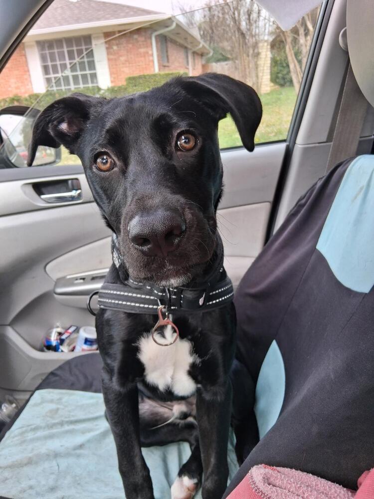 Sebastian Chevy, Adopted, Puppy Male Labrador Retriever.
