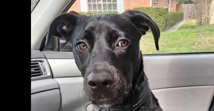 Sebastian Chevy, a Adopted mixed breed in Dallas, TX image 2/4