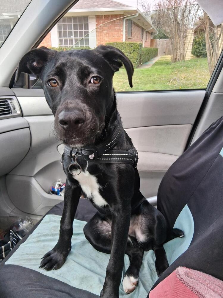 Sebastian Chevy, a Adopted mixed breed in Dallas, TX image 3/4
