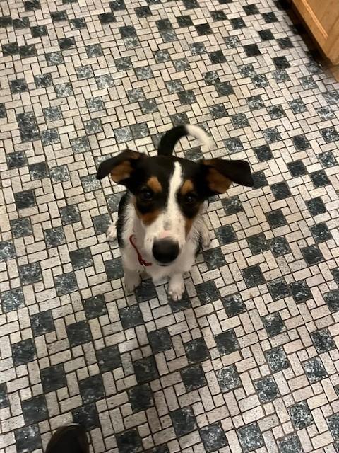 Winnie *Cross Post NOT At the shelter*