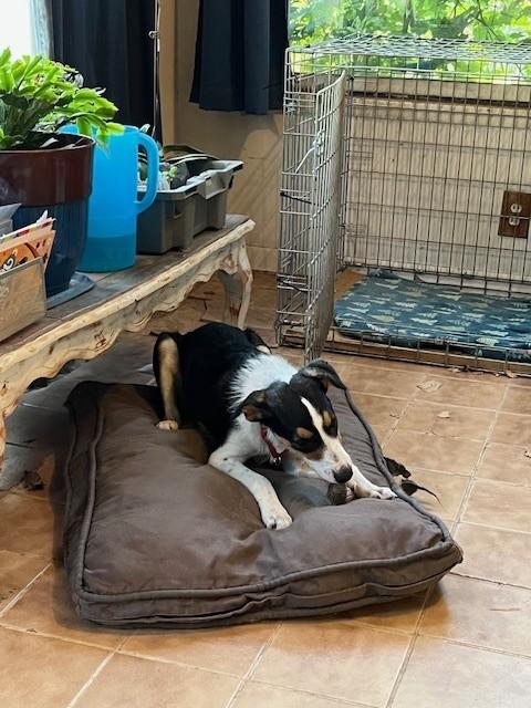 Winnie *Cross Post NOT At the shelter*