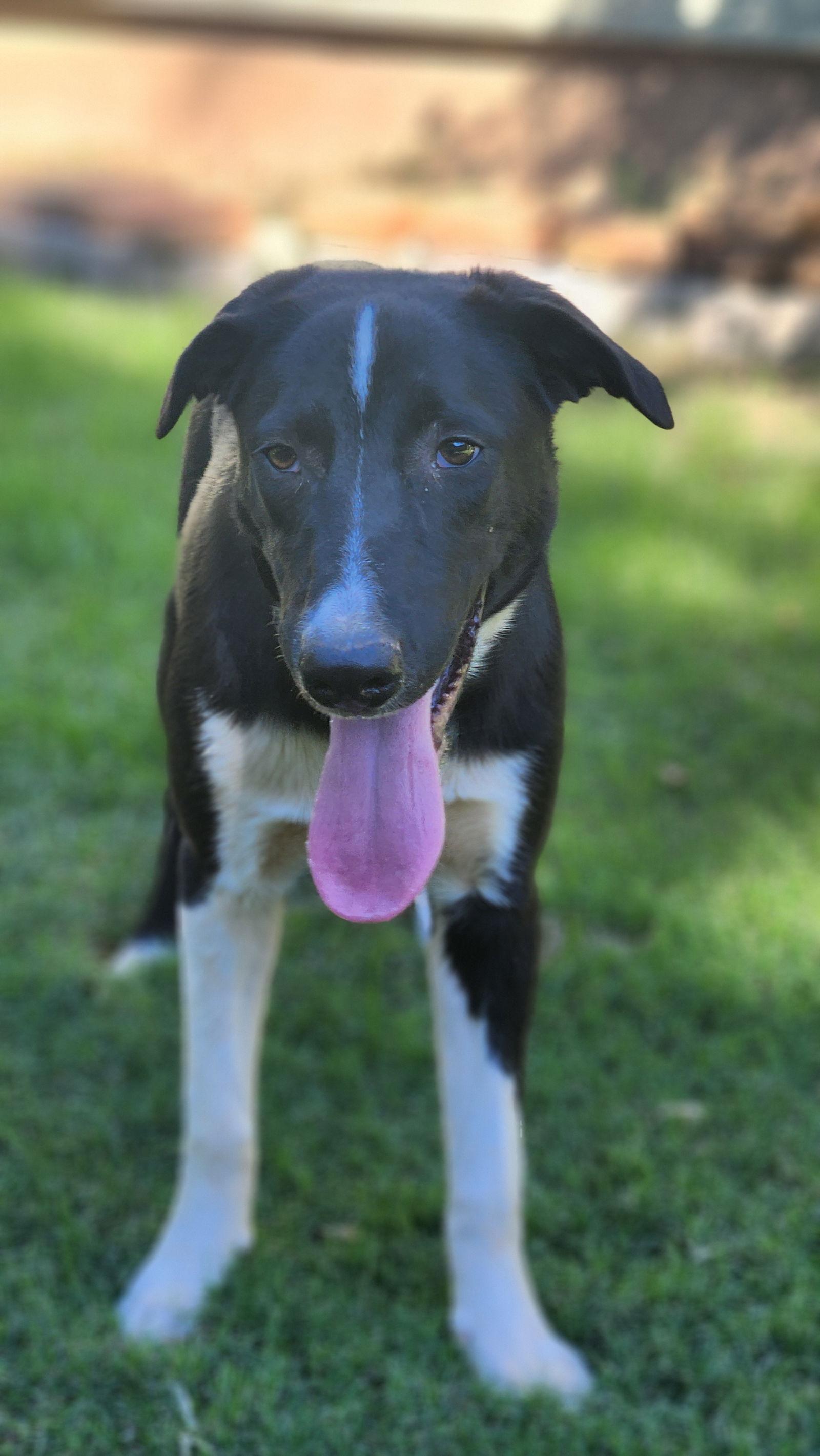 Enlarge Cash, a Adopted Border Collie in Sunnyvale, CA image 1/1