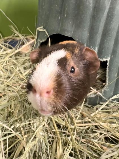 Cafe, Adoptable, Adult Male Guinea Pig & Guinea Pig.