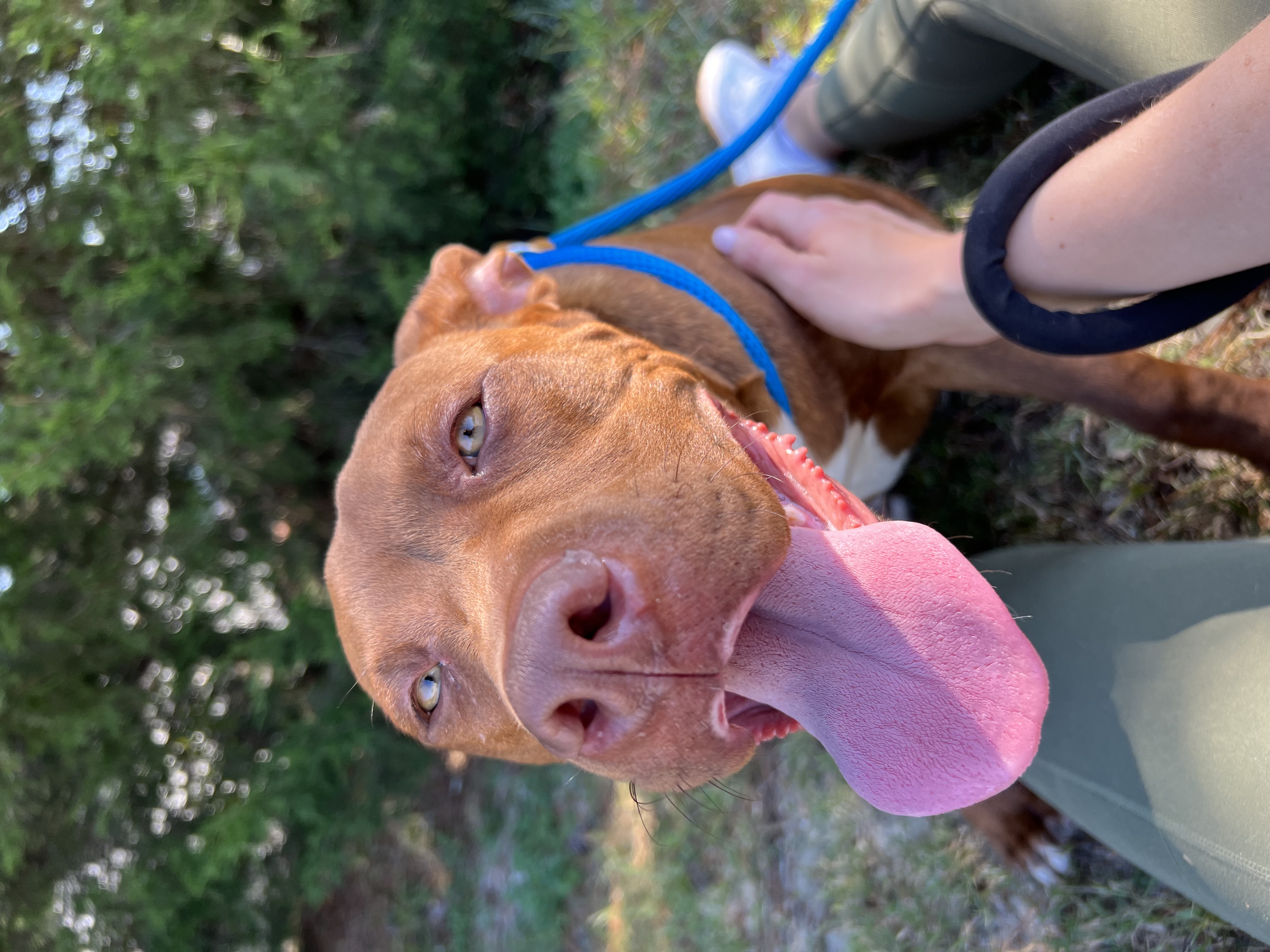 Dog for adoption Red, a Mixed Breed in St. Albans, VT Petfinder