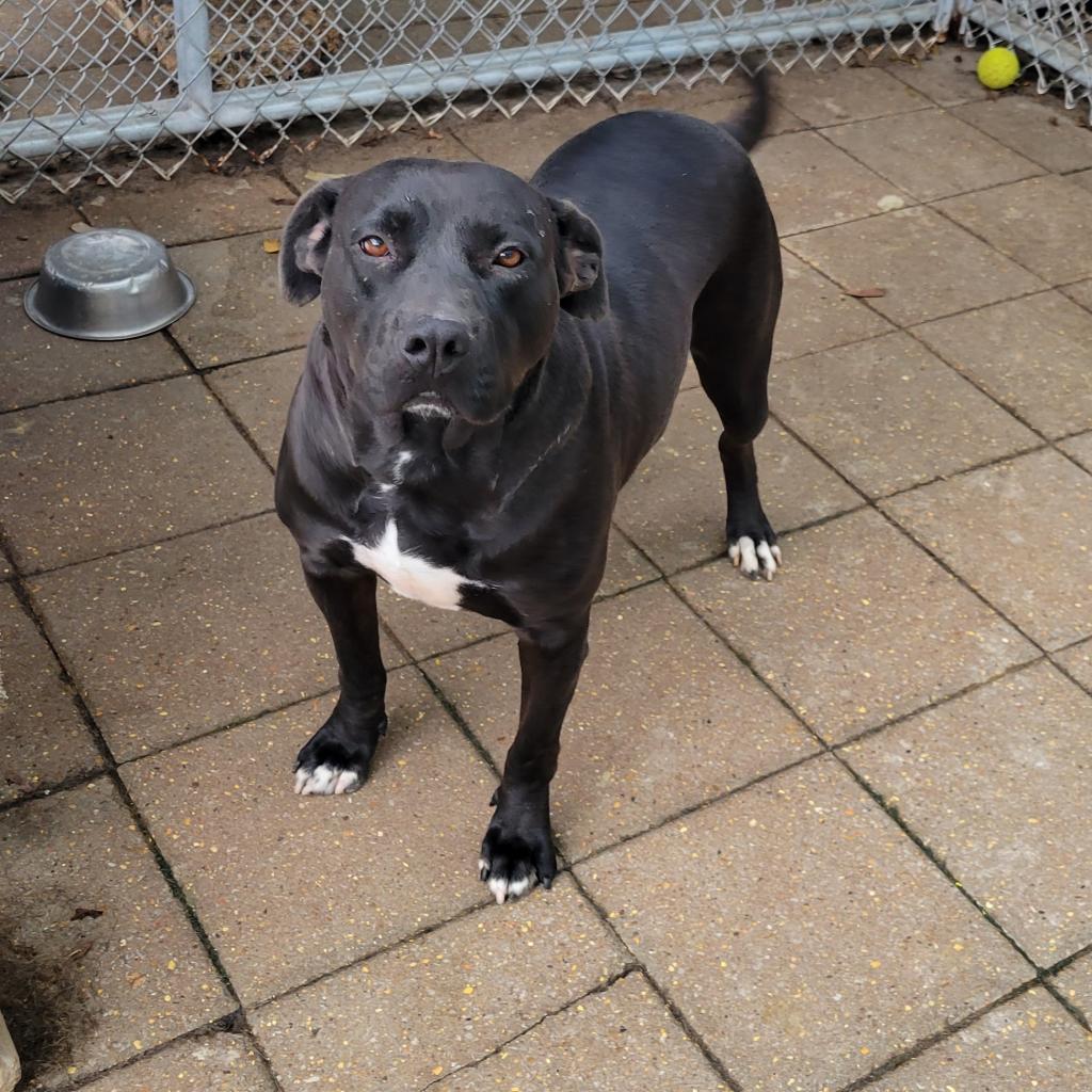 Holly, Adoptable, Adult Female Mixed Breed.