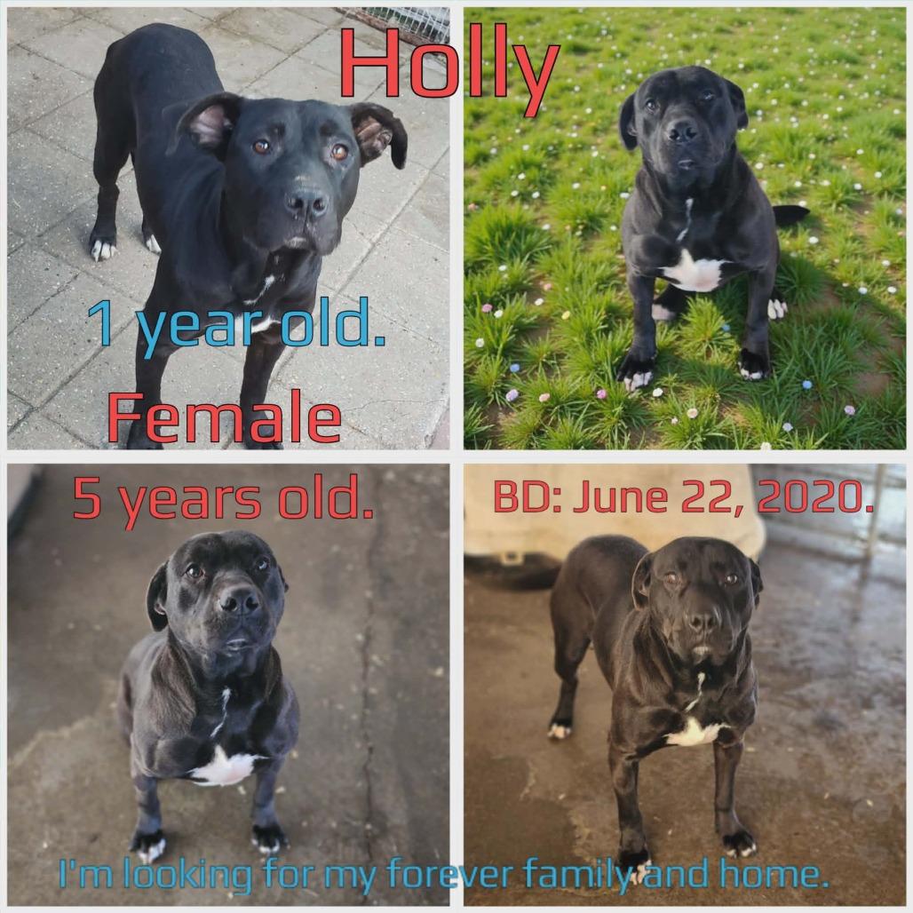 Holly — thumbnail 3