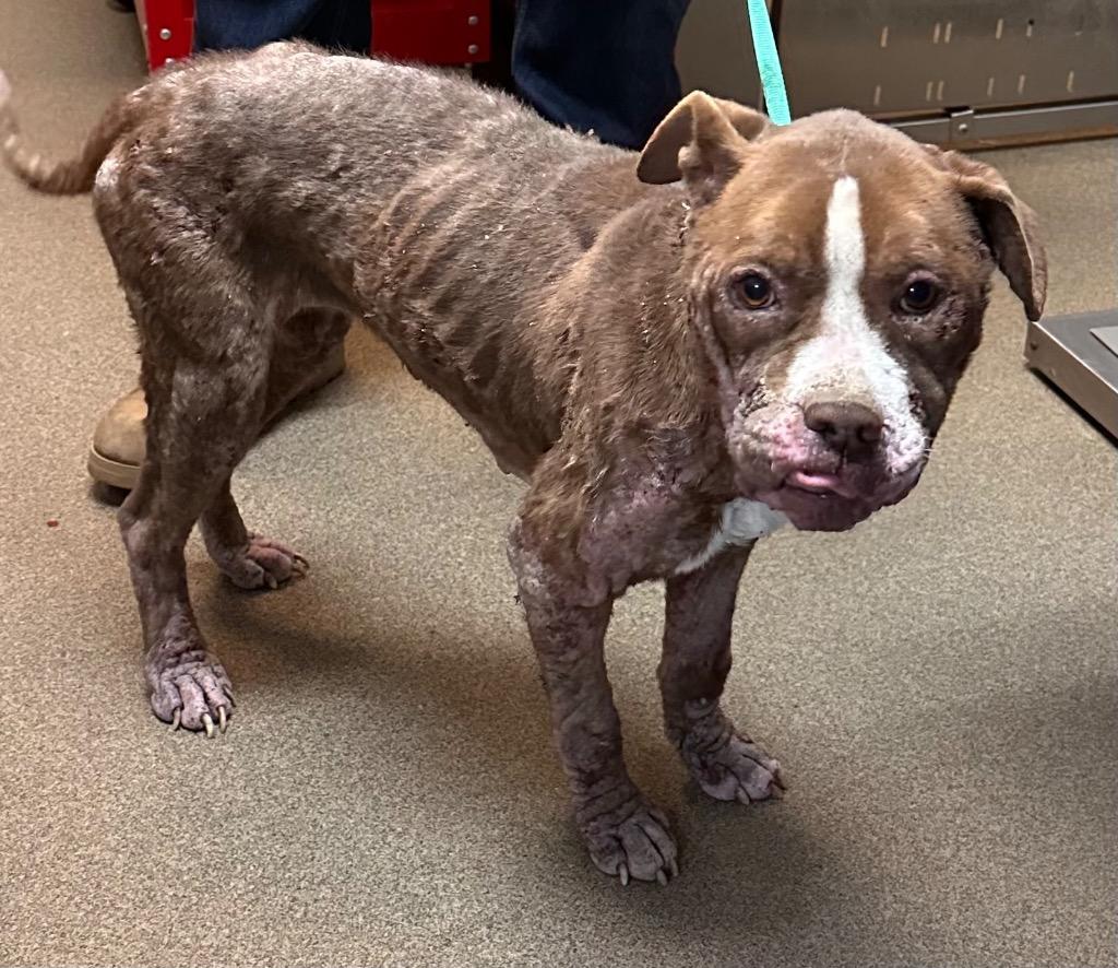 Fiona, Adoptable, Young Female Mixed Breed.