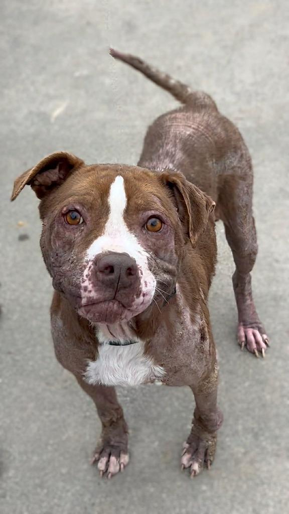 Enlarge Fiona, a Adoptable mixed breed in Rome, GA image 2/2