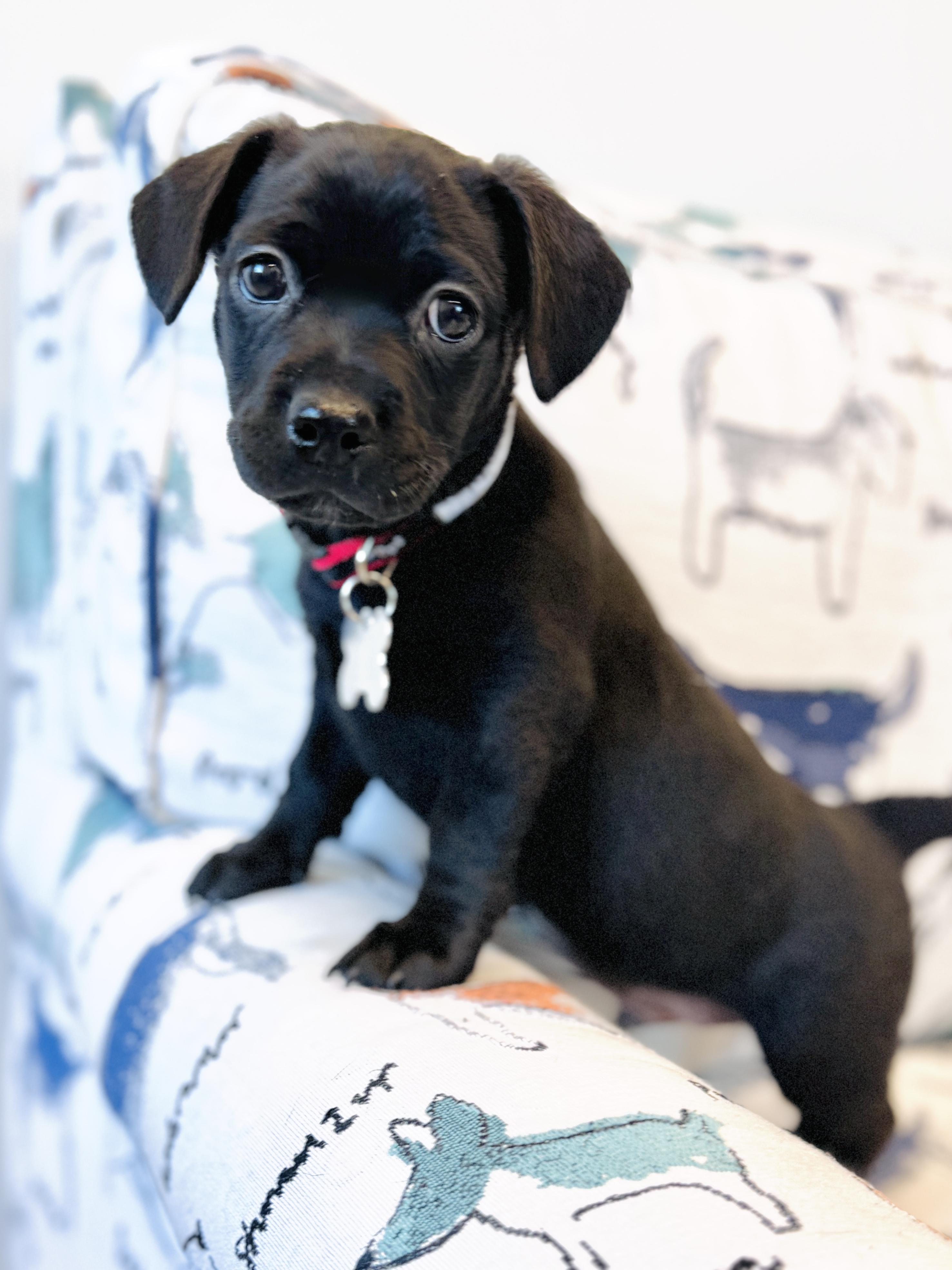 Enlarge Kyros, an adoptable mixed breed in Palatine, IL image 3/6