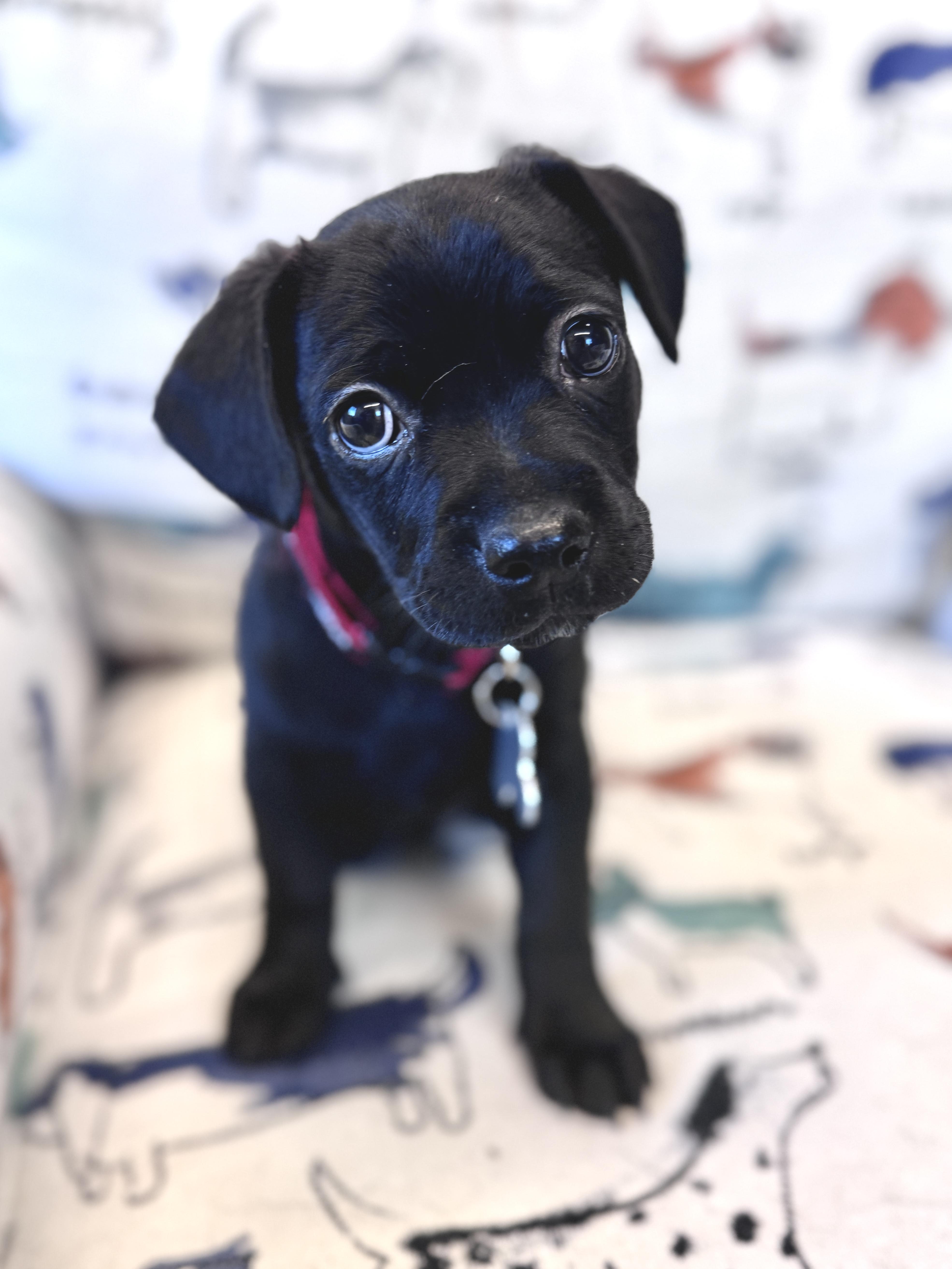 Enlarge Kyros, an adoptable mixed breed in Palatine, IL image 2/6