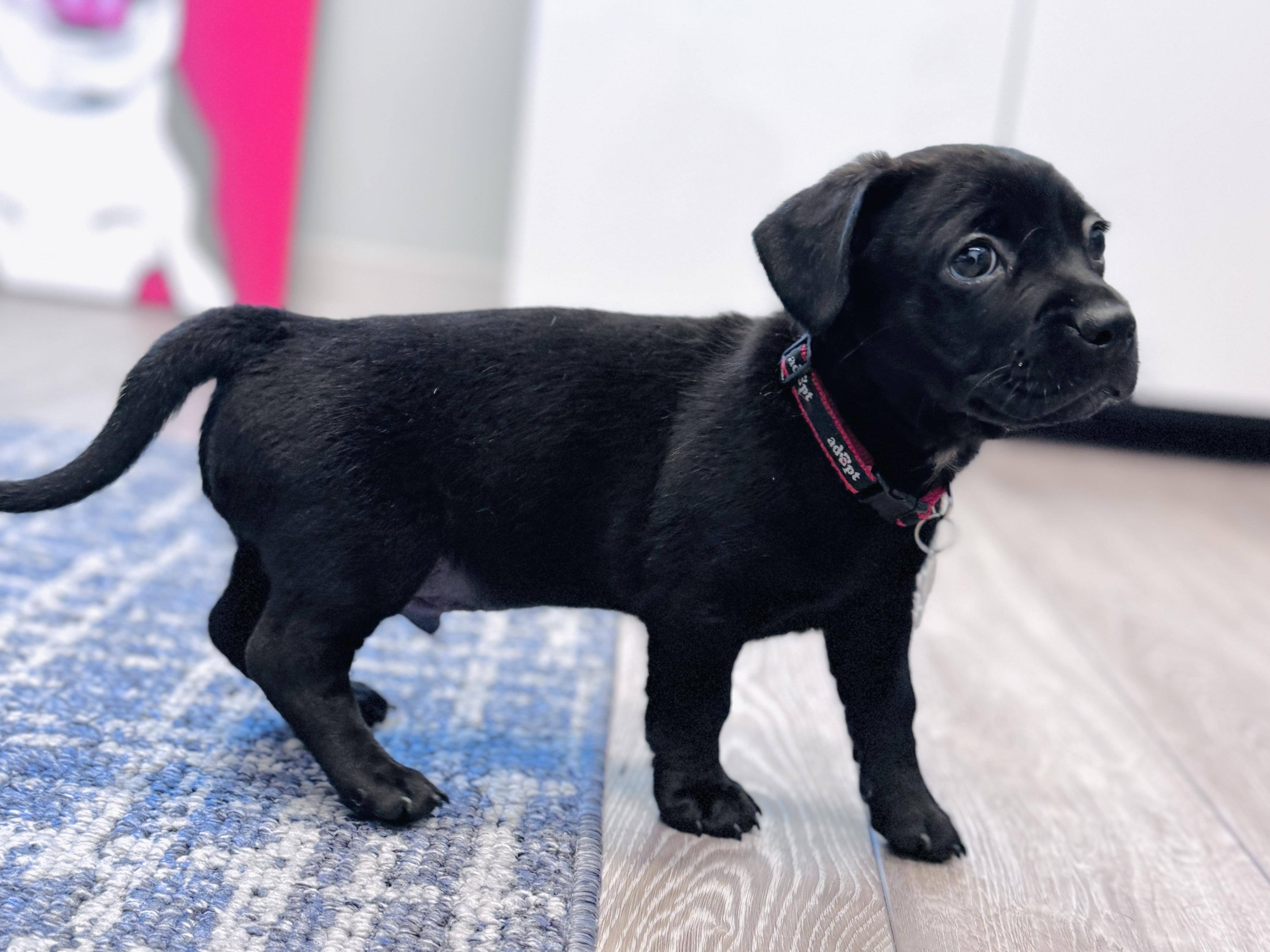 Enlarge Kyros, an adoptable mixed breed in Palatine, IL image 6/6