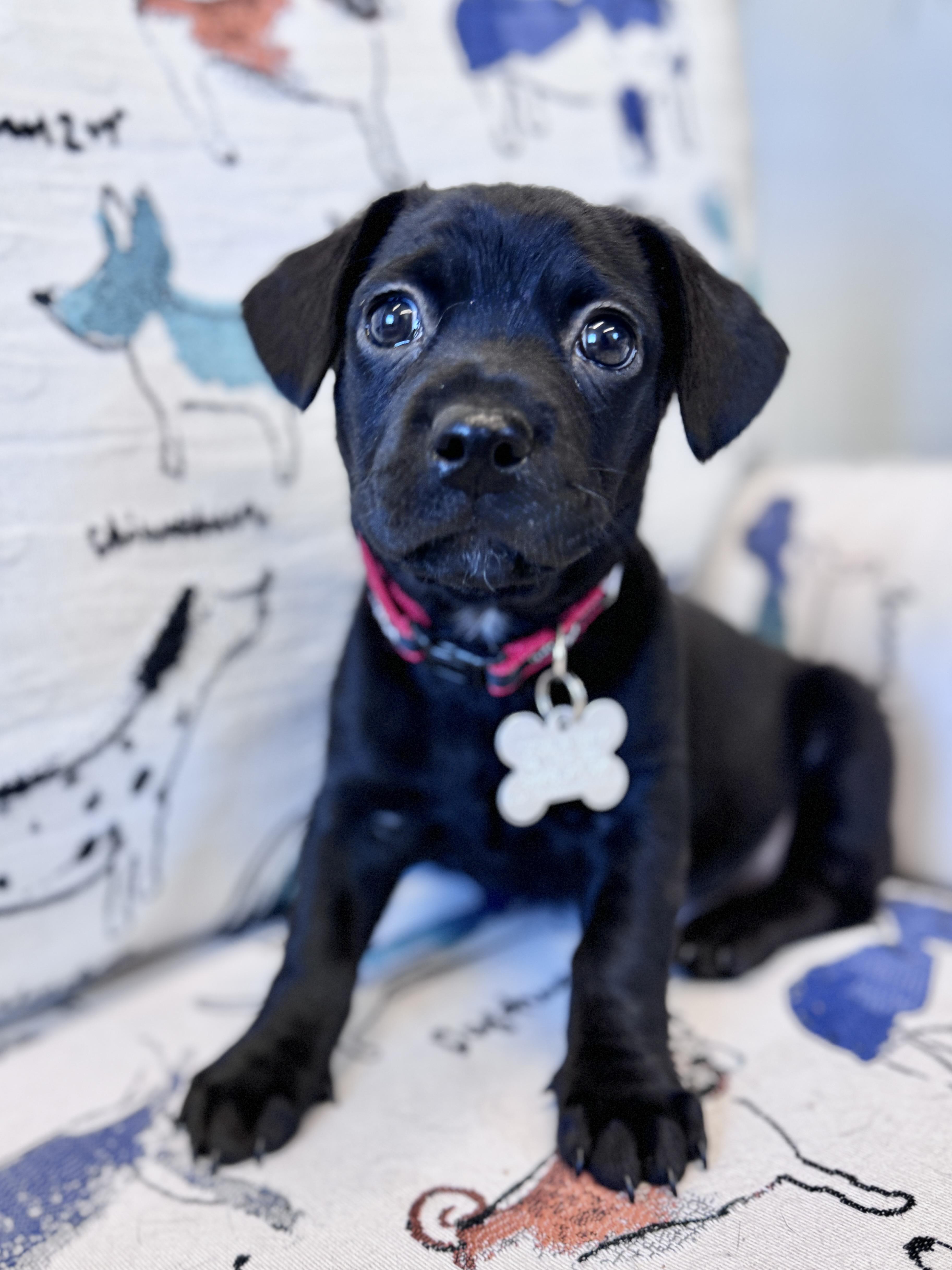 Enlarge Kyros, an adoptable mixed breed in Palatine, IL image 4/6
