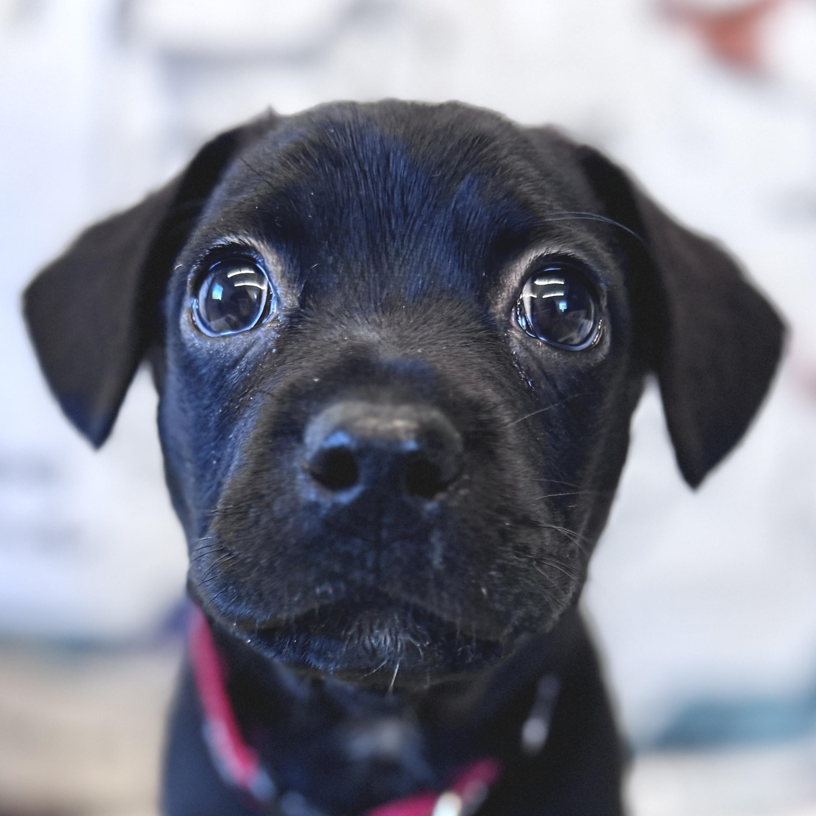 Kyros, adoptable, Puppy Male Puggle & Mixed Breed.