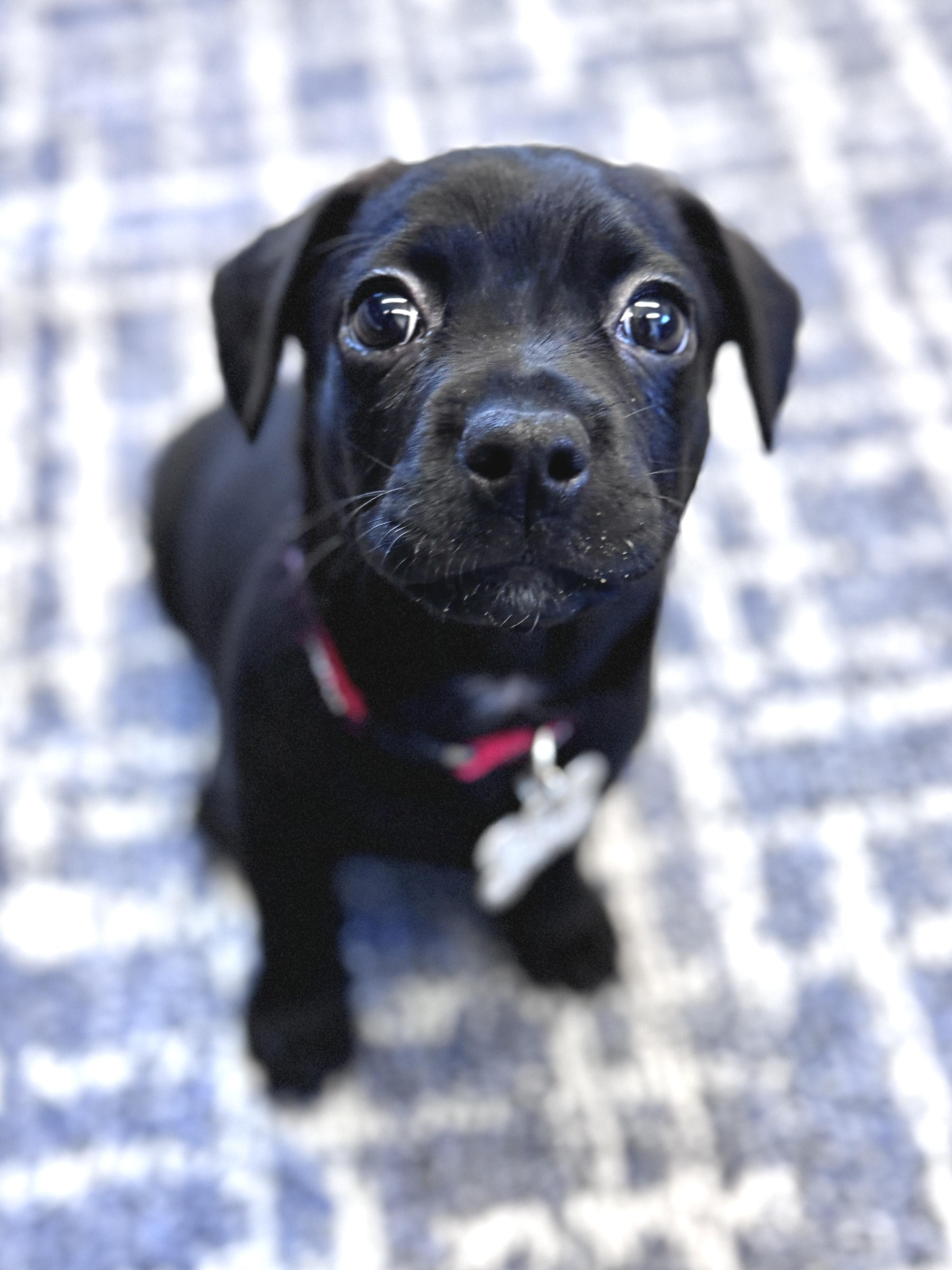Enlarge Kyros, an adoptable mixed breed in Palatine, IL image 5/6