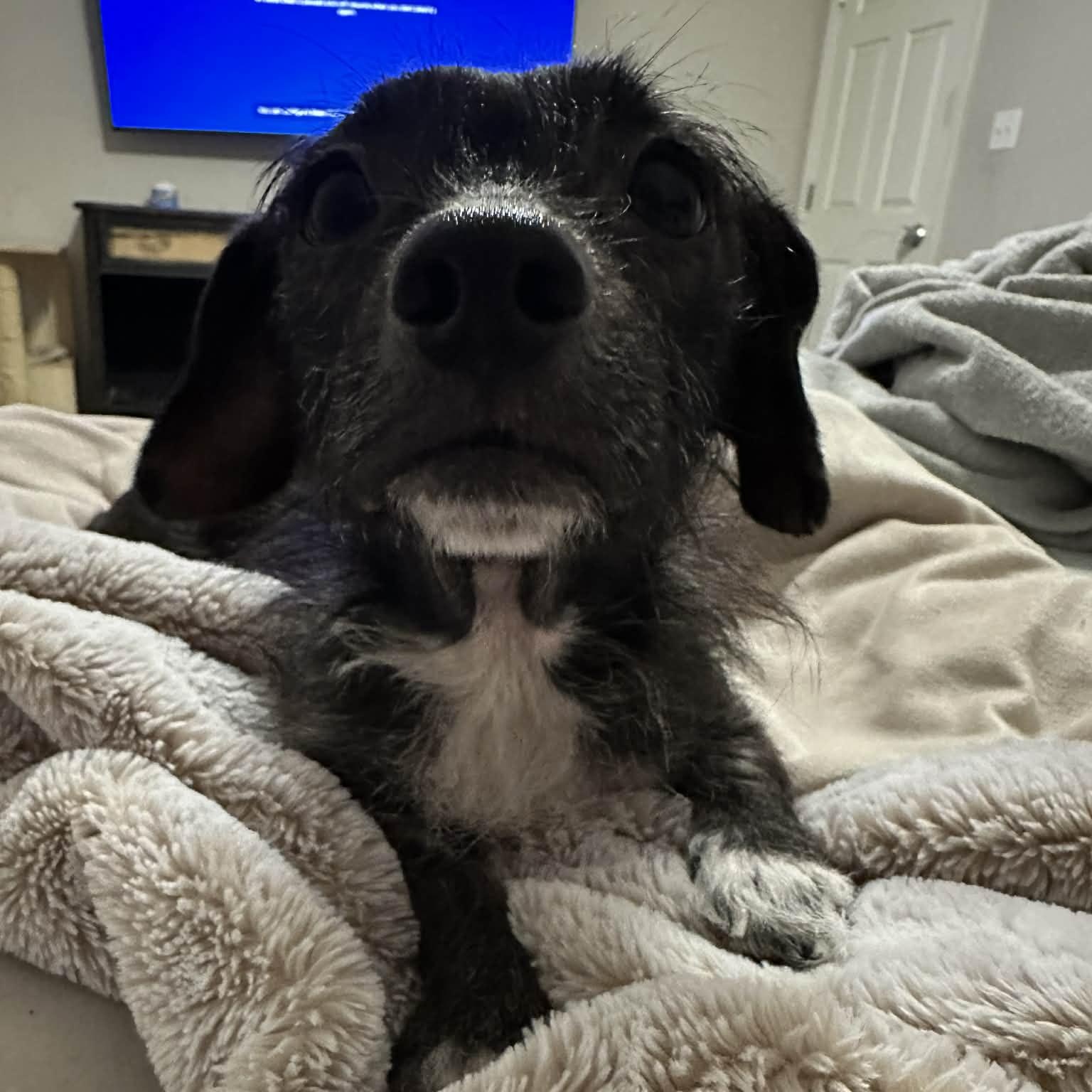 Morrigan (Erin-fostered in TN), Adoptable, Adult Female Dachshund (Miniature Long Haired) & Terrier.