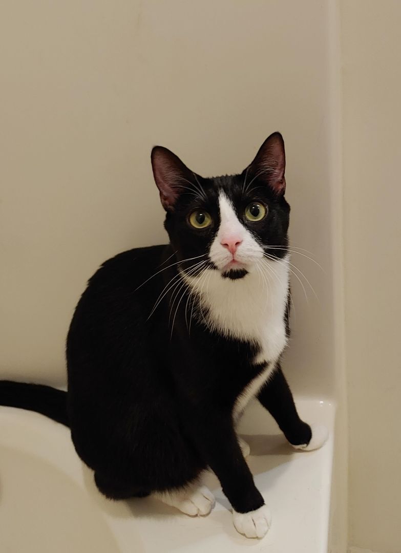 Bastet, a Adoptable Domestic Short Hair in Wilmington, NC image 1/3