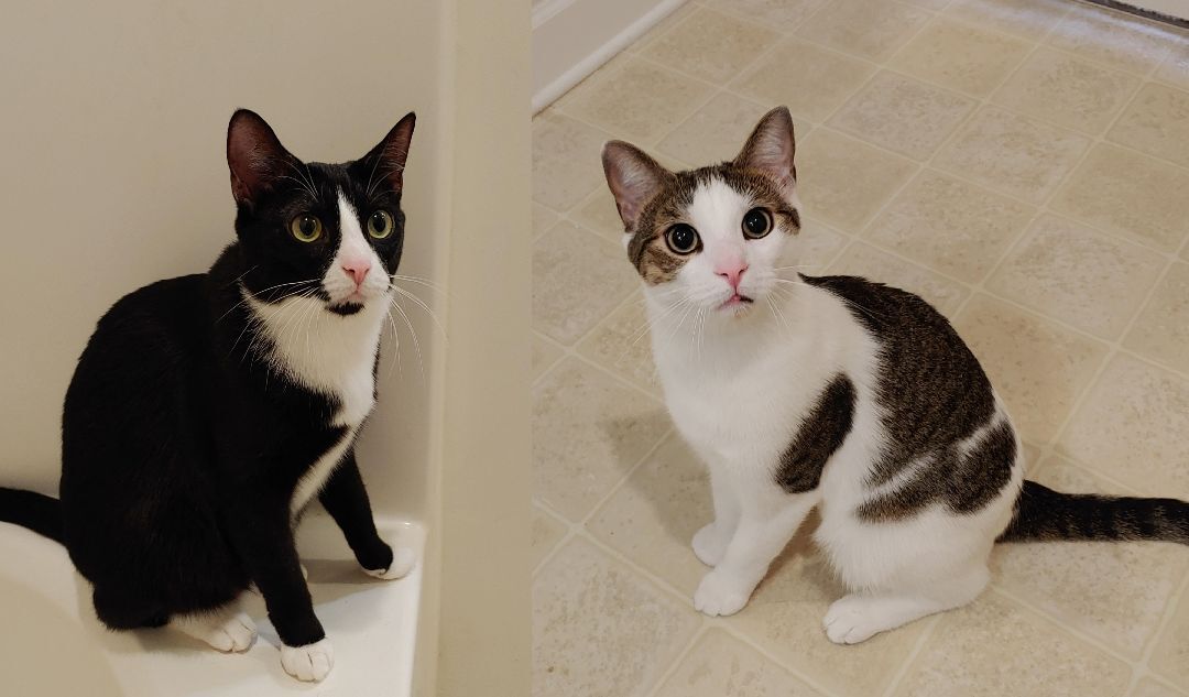 Bastet, a Adoptable Domestic Short Hair in Wilmington, NC image 2/3