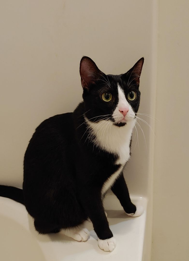 Bastet, a Adoptable Domestic Short Hair in Wilmington, NC image 3/3