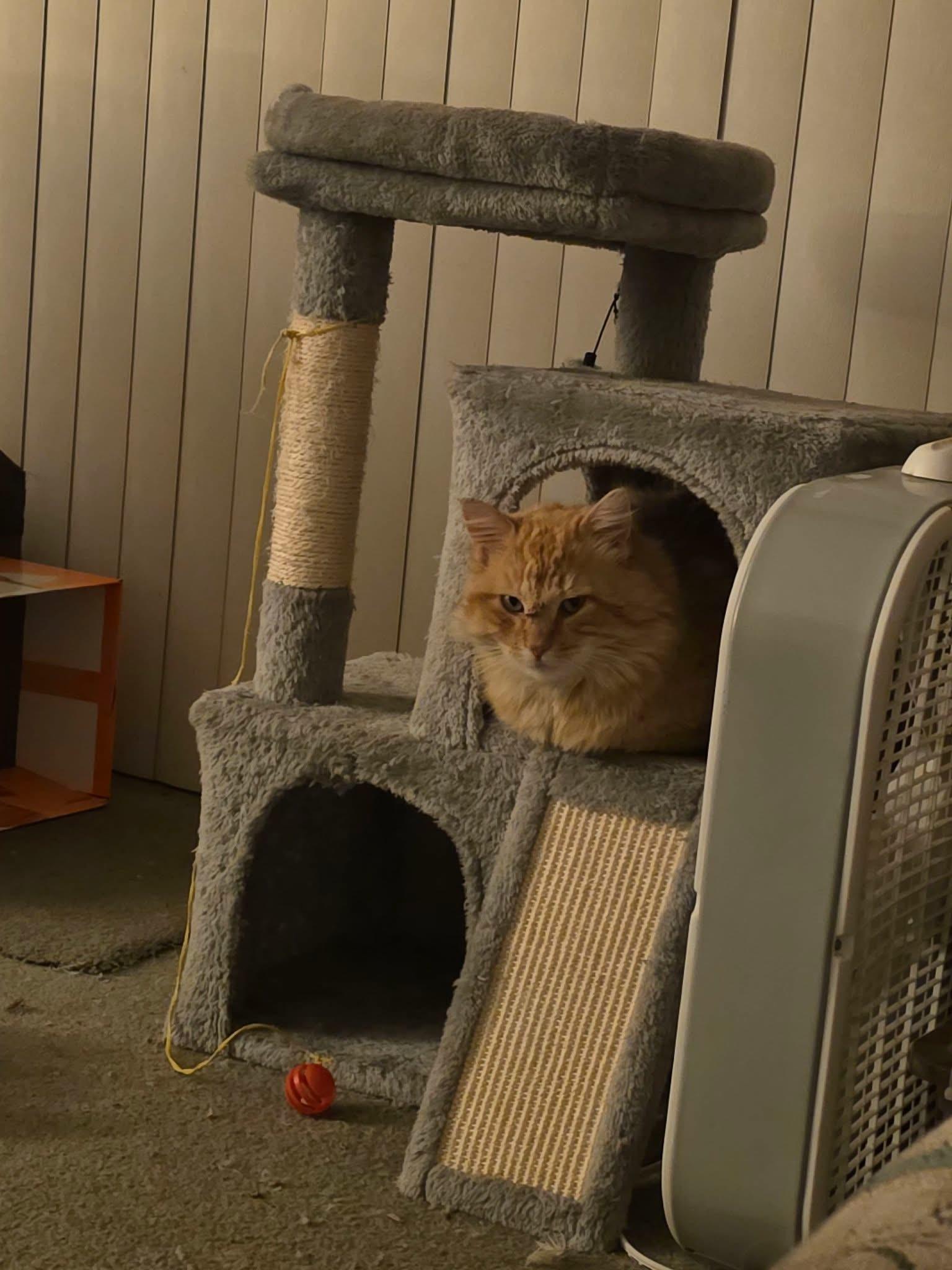 Perry , a ADOPTABLE Domestic Long Hair in Enfield, CT image 2/4