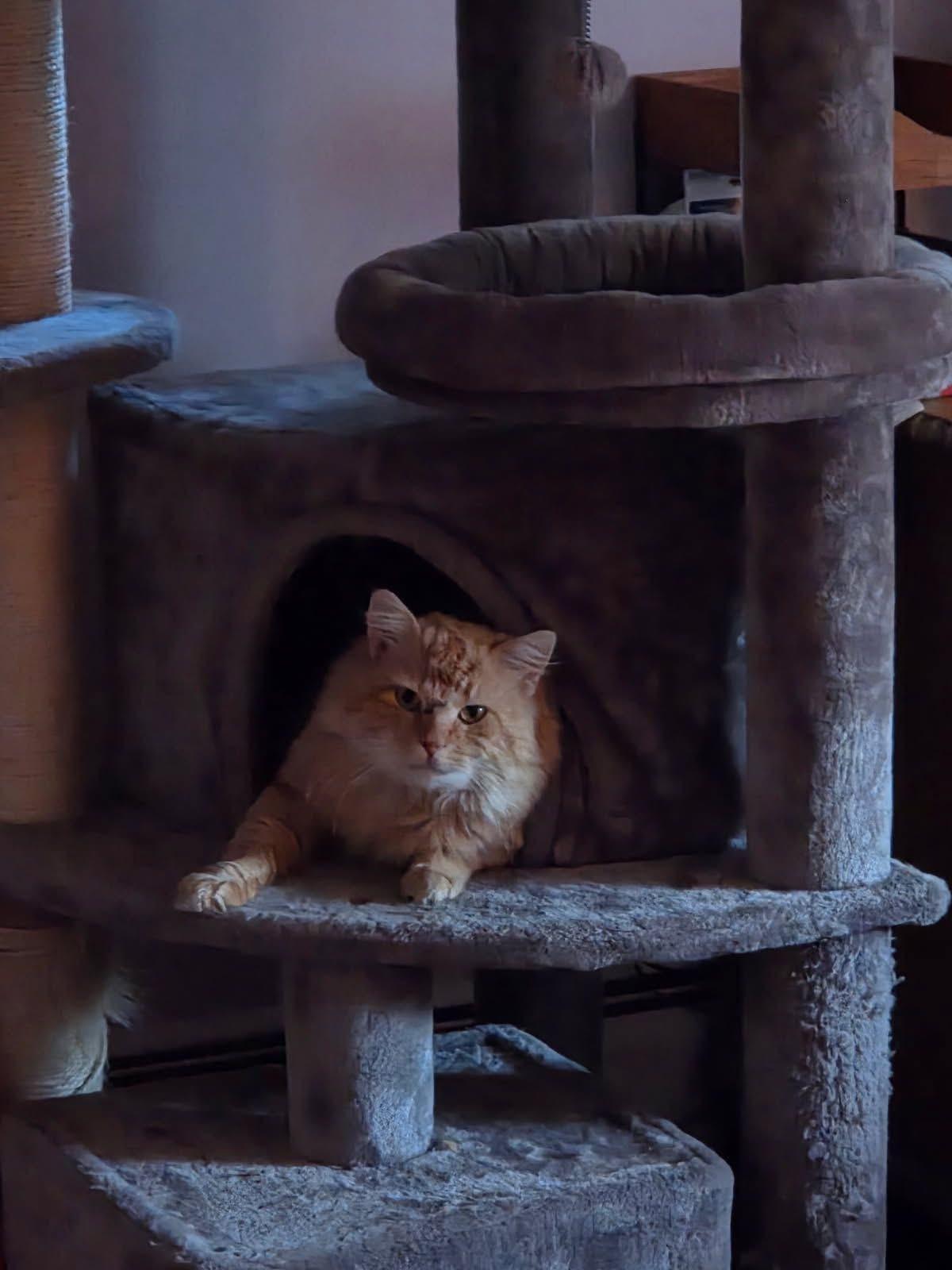Perry , ADOPTABLE, Adult Male Domestic Long Hair.