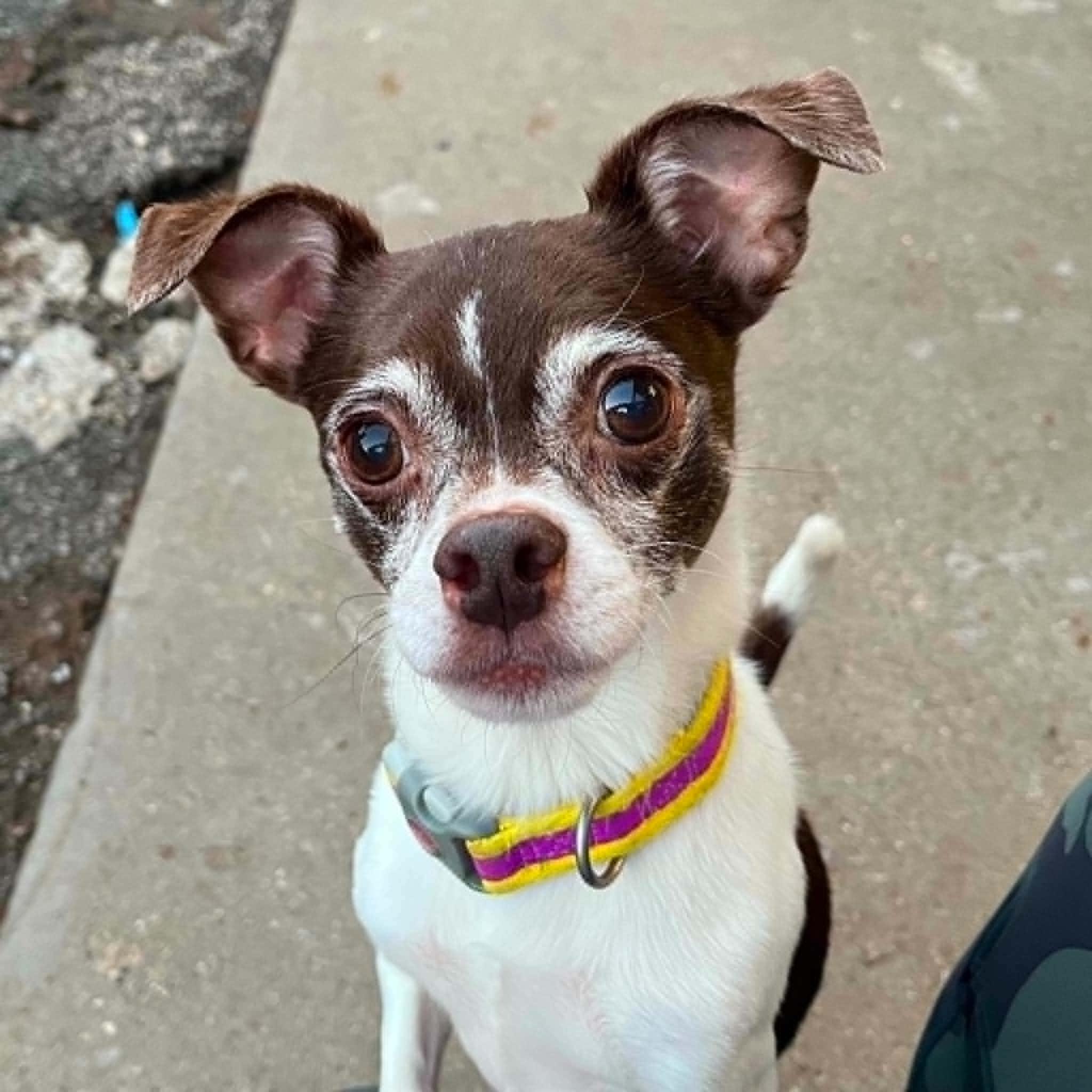 Enlarge Harley- Bonded to Jack, a Adoptable Chihuahua in Hartland, WI image 1/6