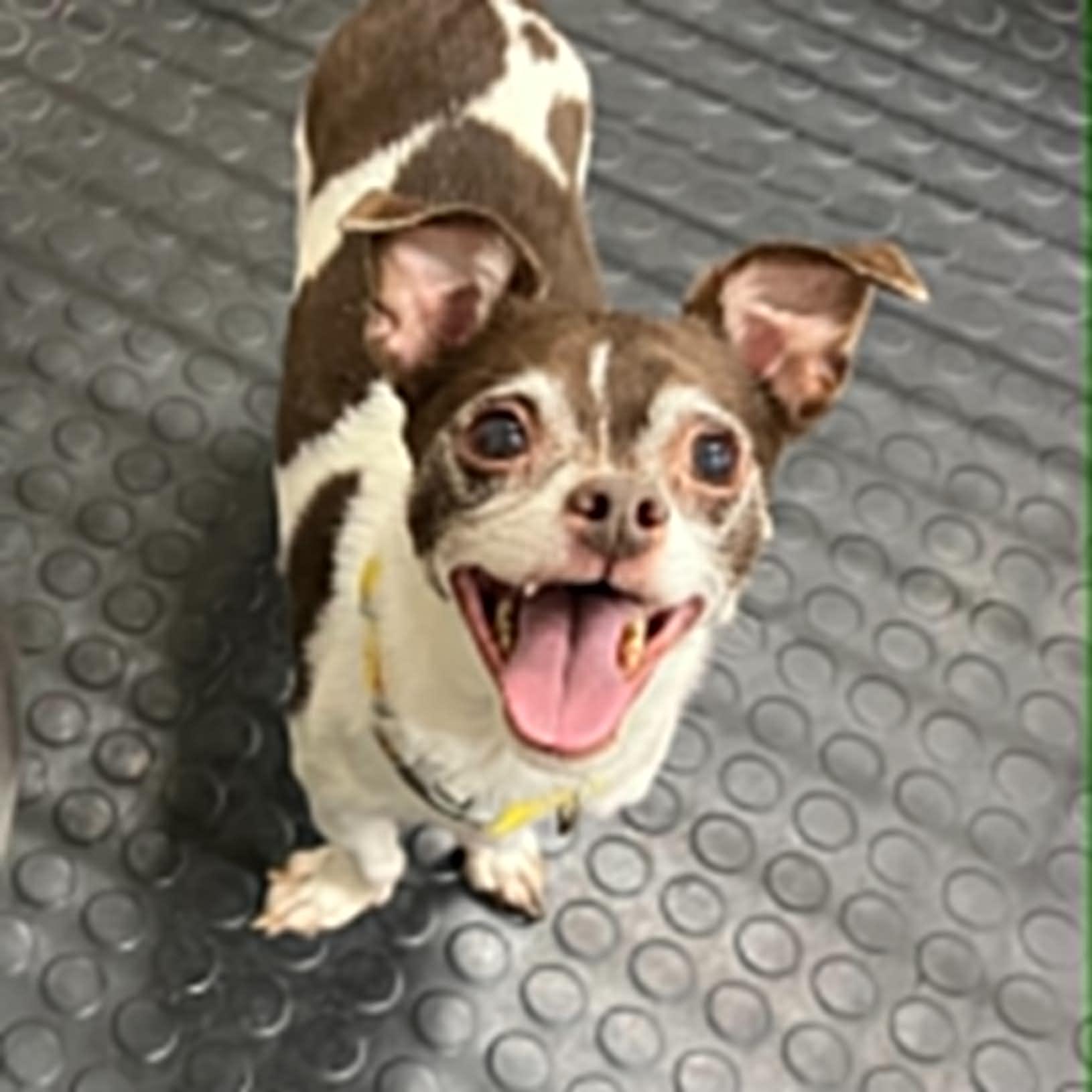 Enlarge Harley- Bonded to Jack, a Adoptable Chihuahua in Hartland, WI image 2/6