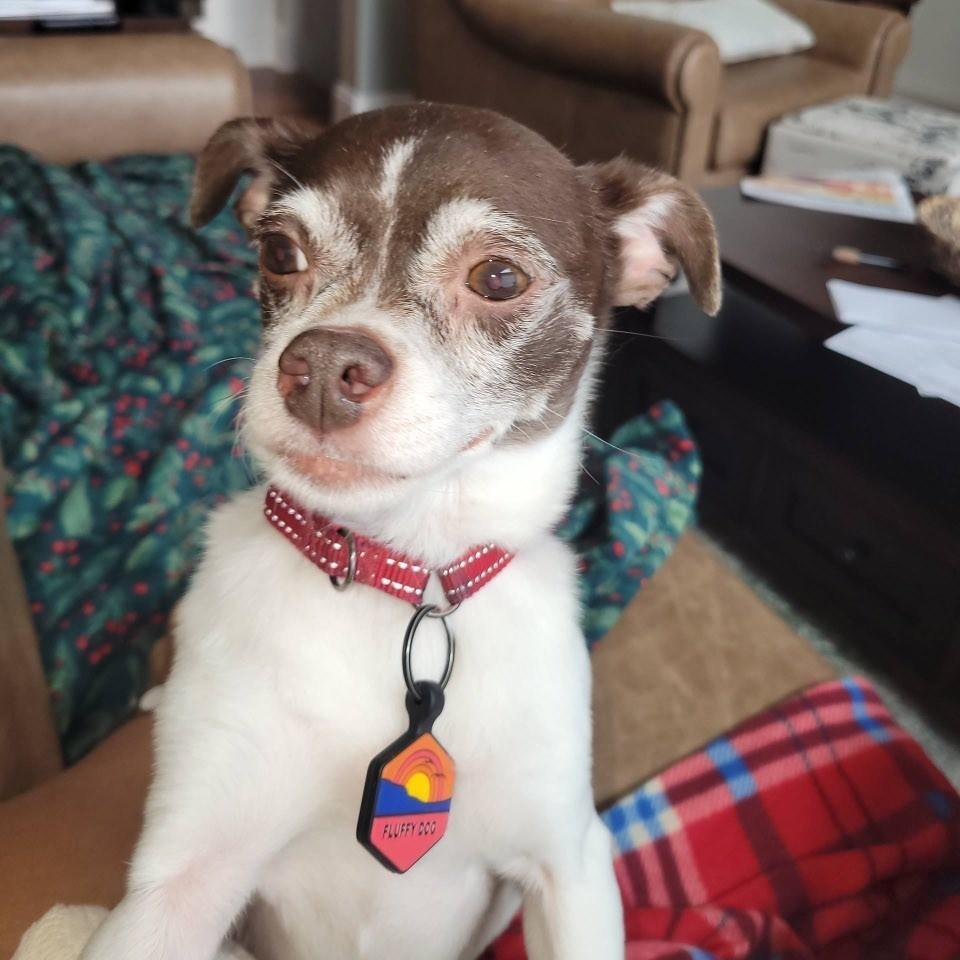 Enlarge Harley- Bonded to Jack, a Adoptable Chihuahua in Hartland, WI image 4/6