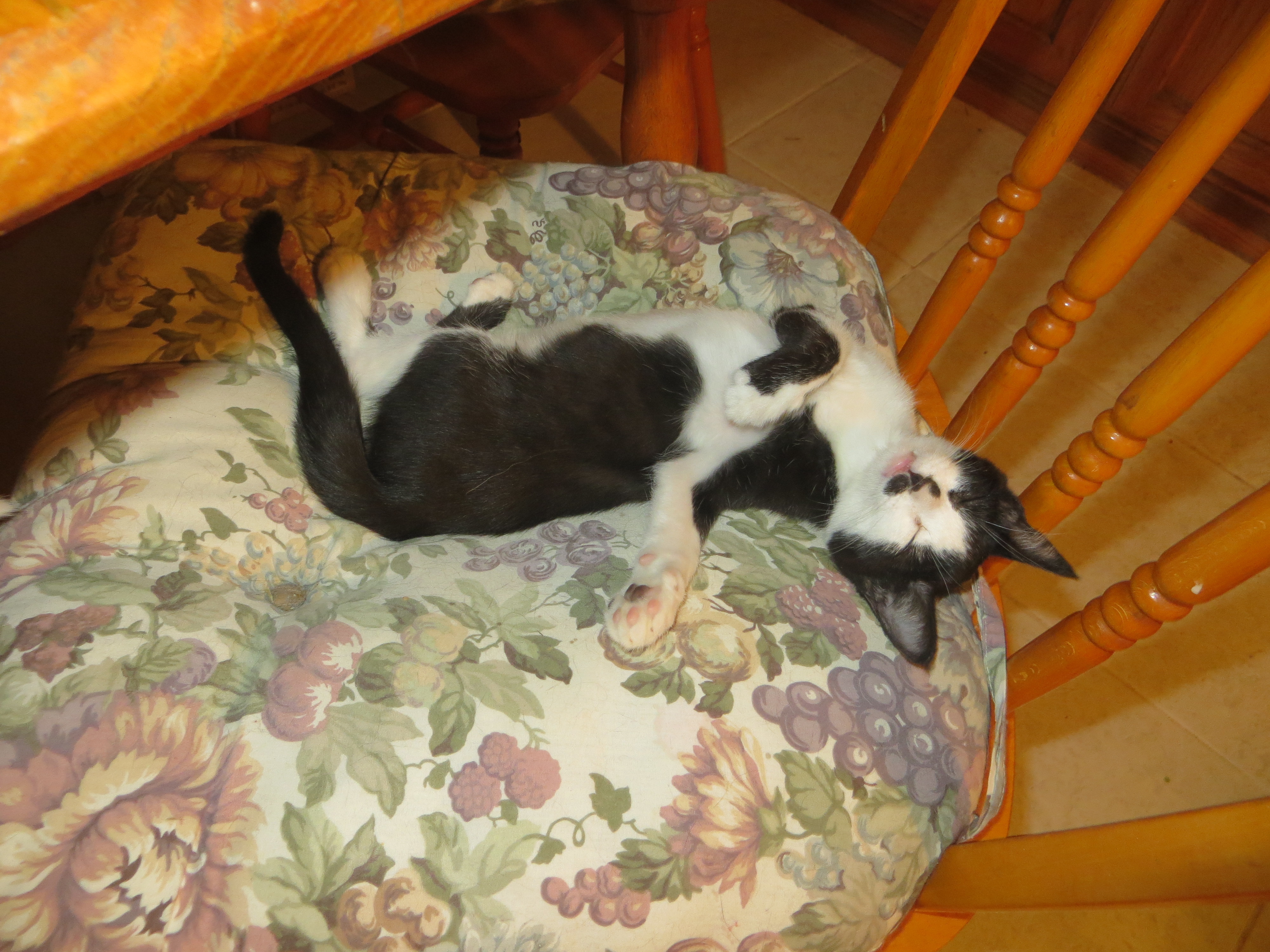 Pepper, a Adoptable Exotic Shorthair in Cottonwood, CA image 1/6