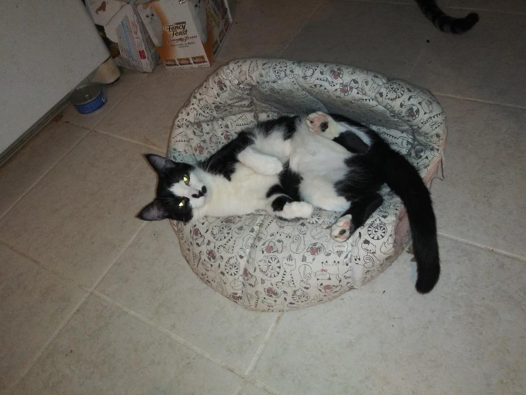 Pepper, a Adoptable Exotic Shorthair in Cottonwood, CA image 2/6