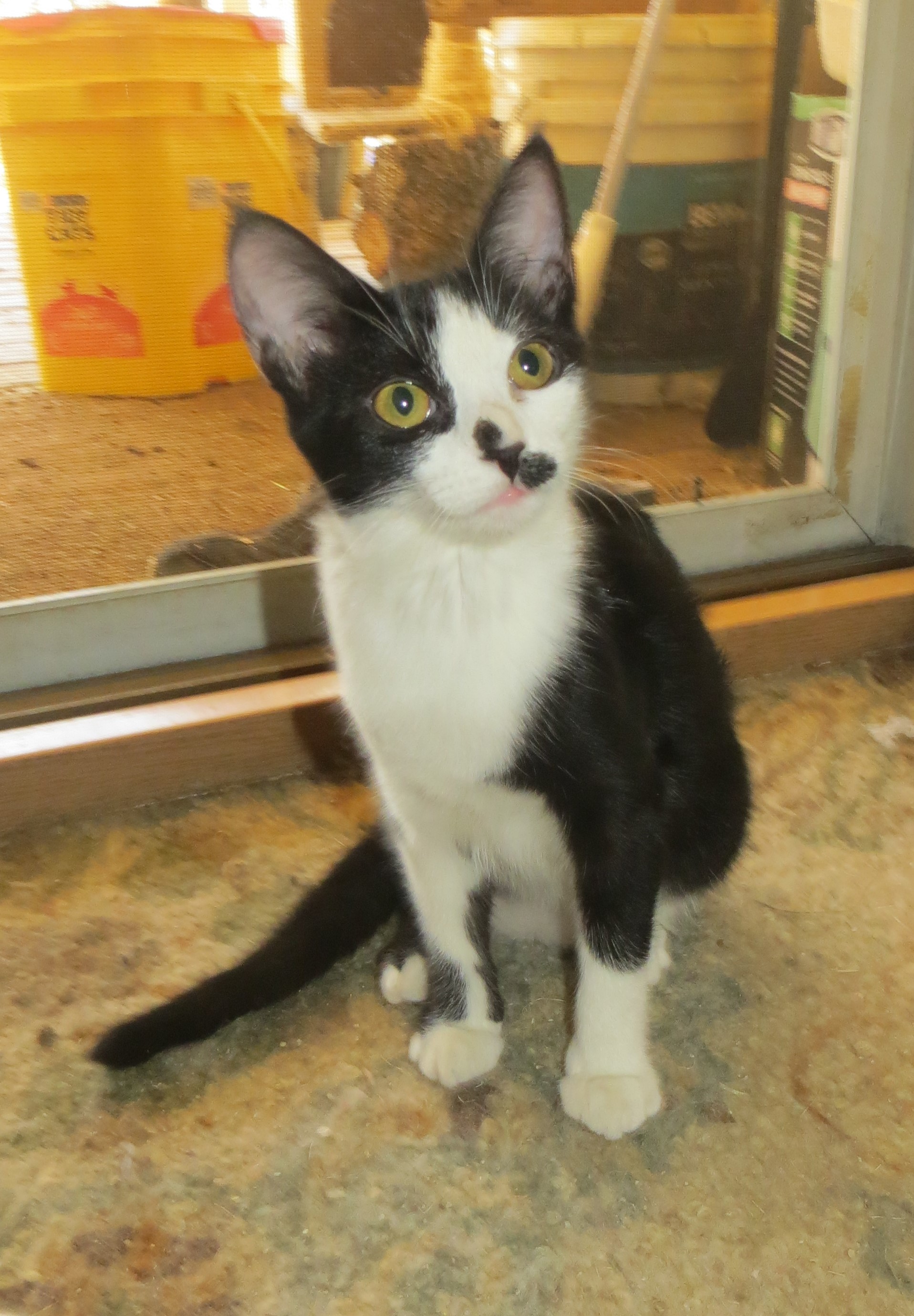 Pepper, a Adoptable Exotic Shorthair in Cottonwood, CA image 3/6