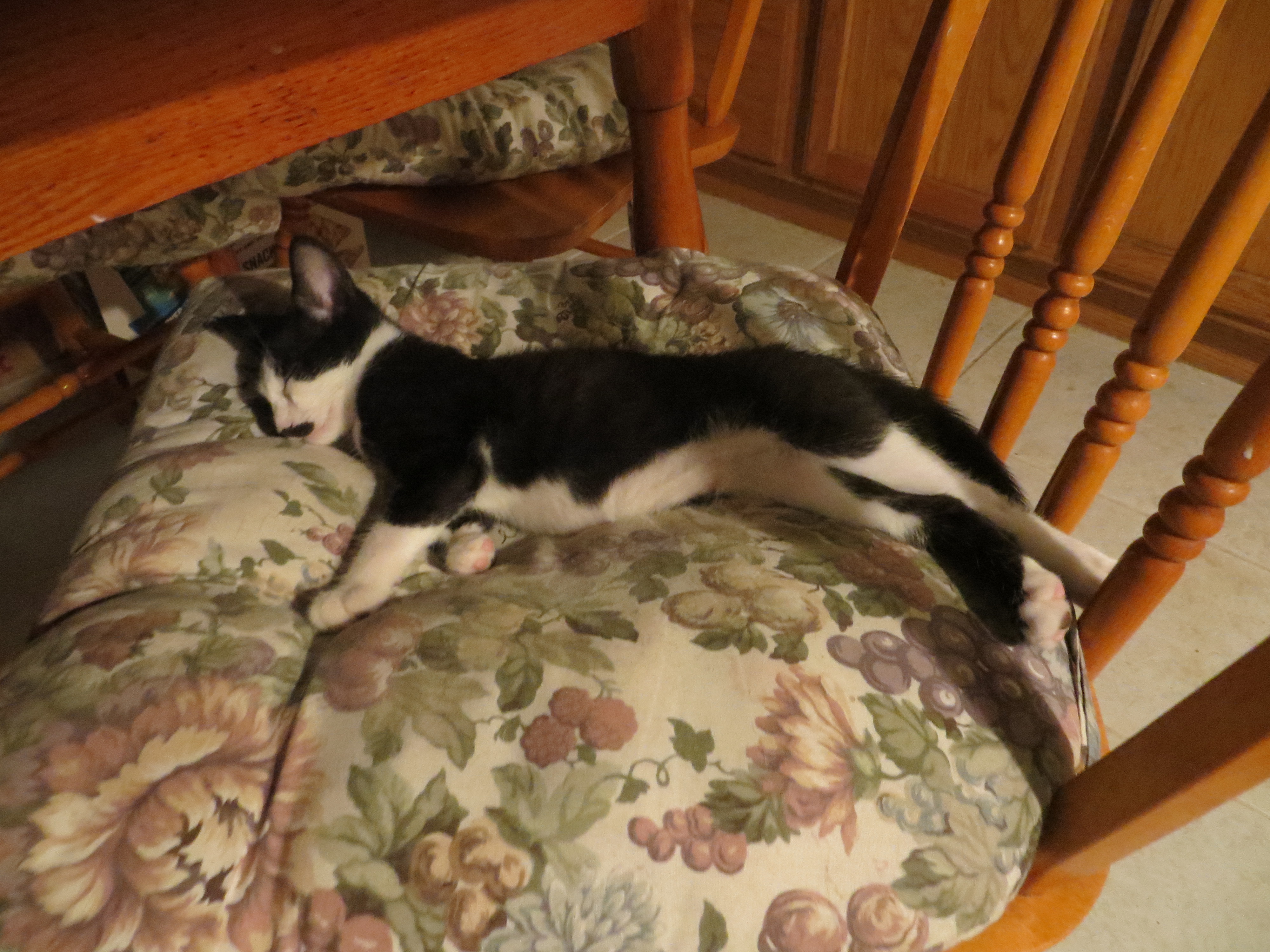 Pepper, a Adoptable Exotic Shorthair in Cottonwood, CA image 4/6