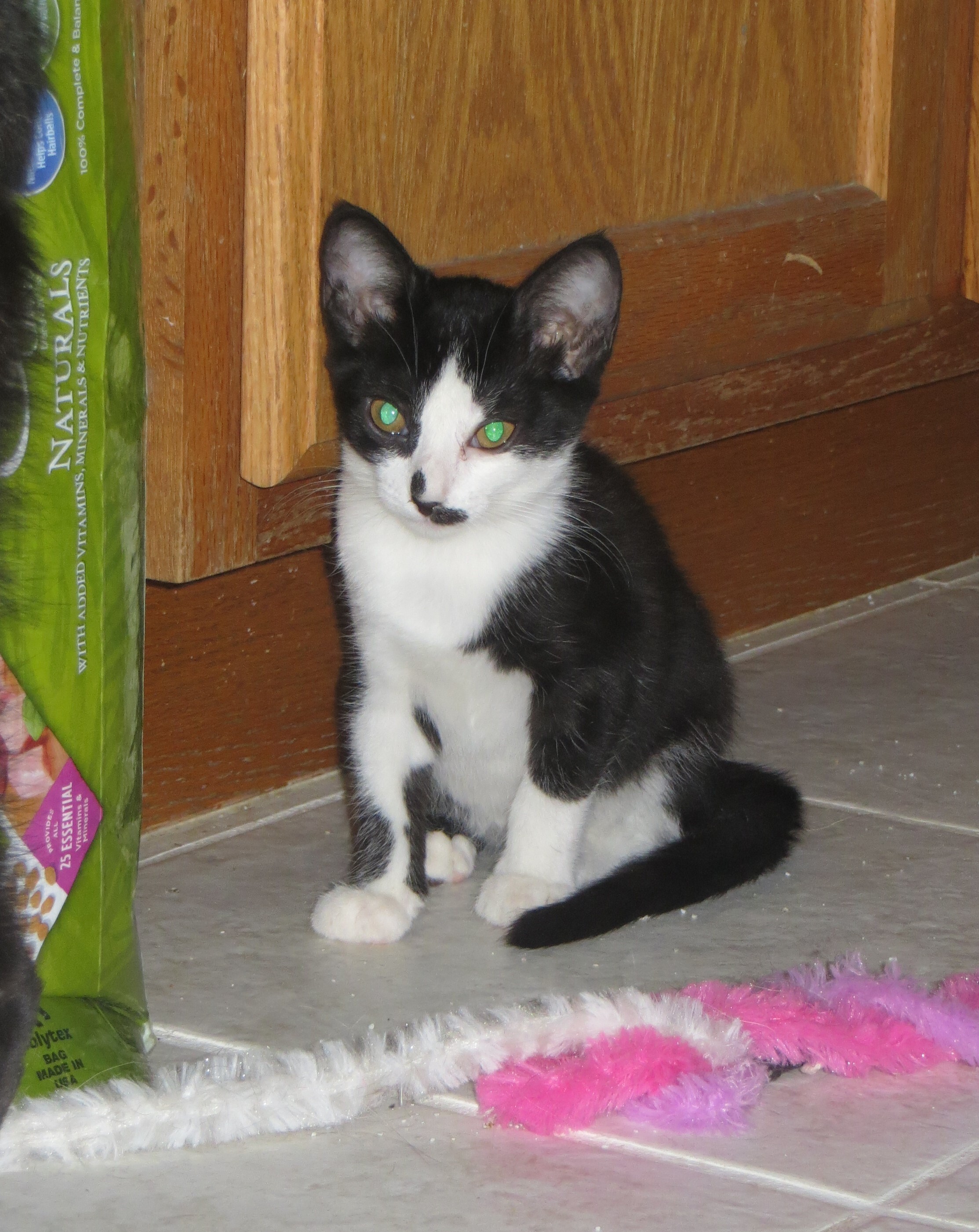 Pepper, a Adoptable Exotic Shorthair in Cottonwood, CA image 5/6