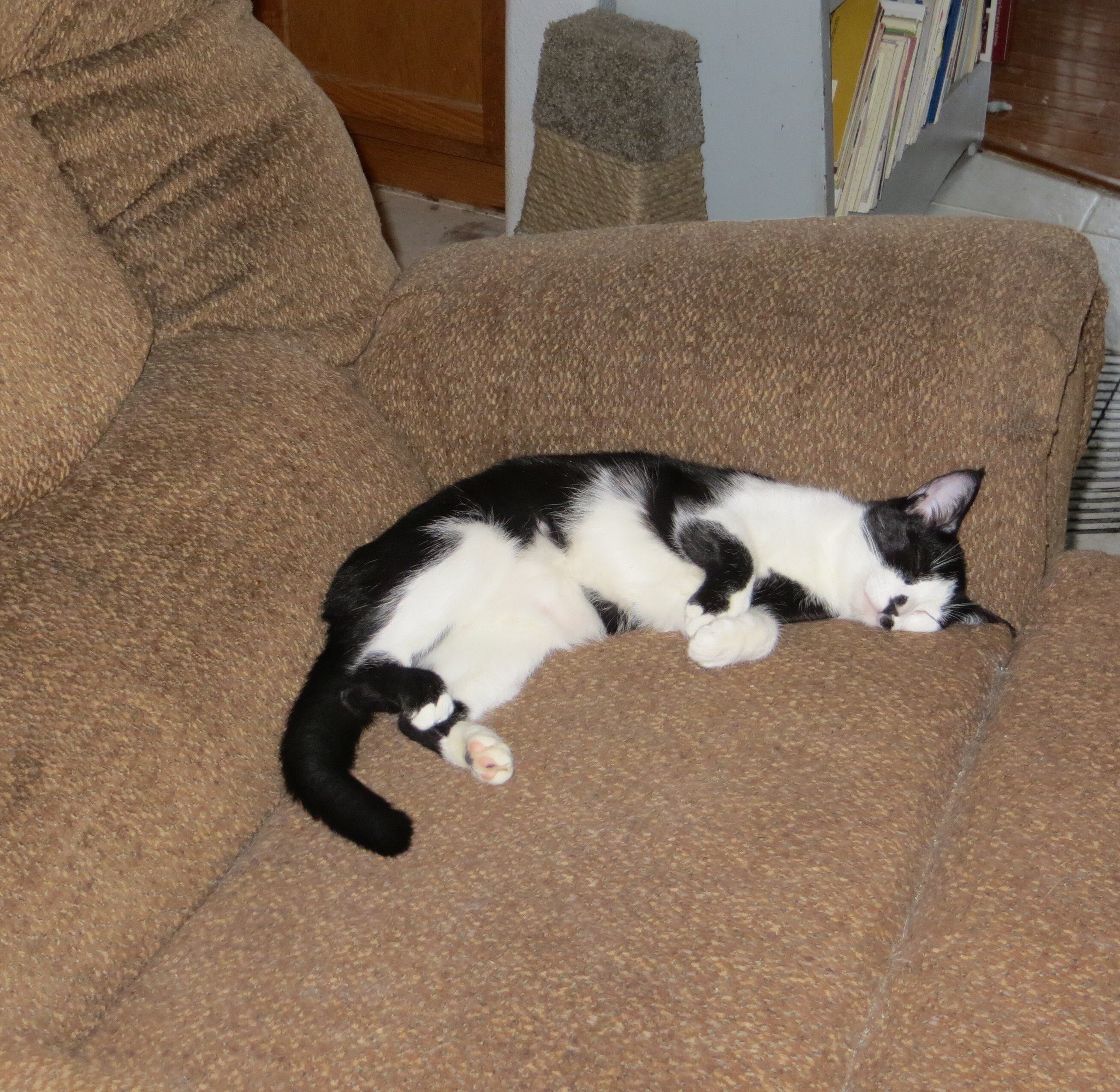 Pepper, a Adoptable Exotic Shorthair in Cottonwood, CA image 6/6