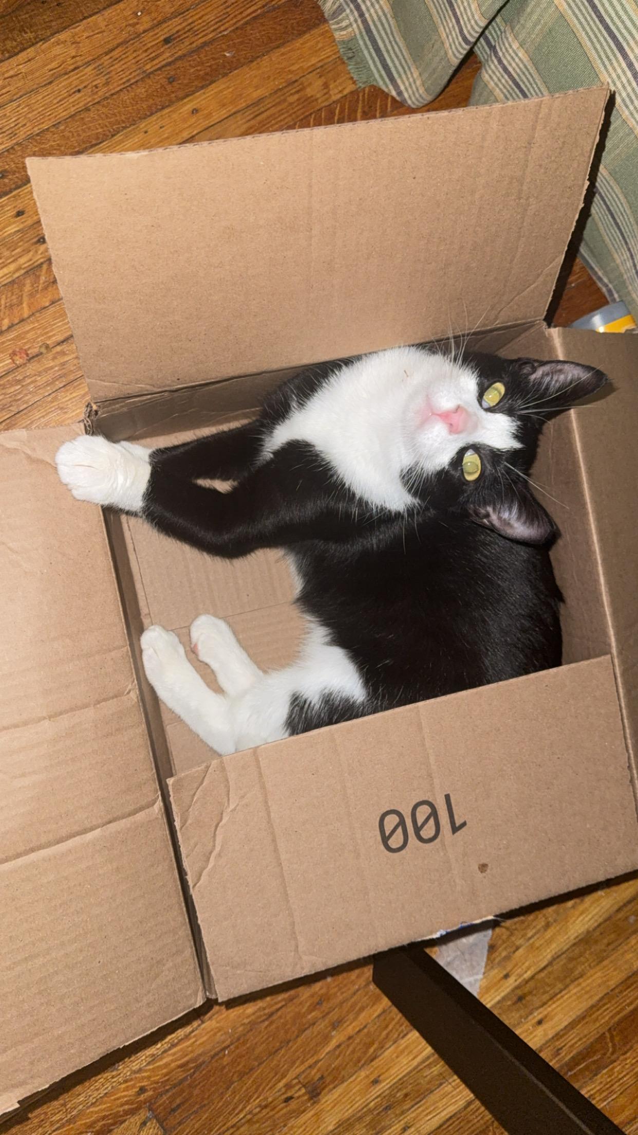 Enlarge Pookie, a Adoptable Tuxedo in Rochester, NY image 2/2