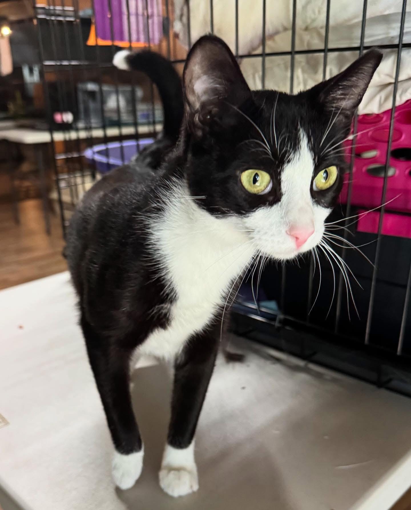 Pookie, Adoptable, Adult Female Tuxedo.