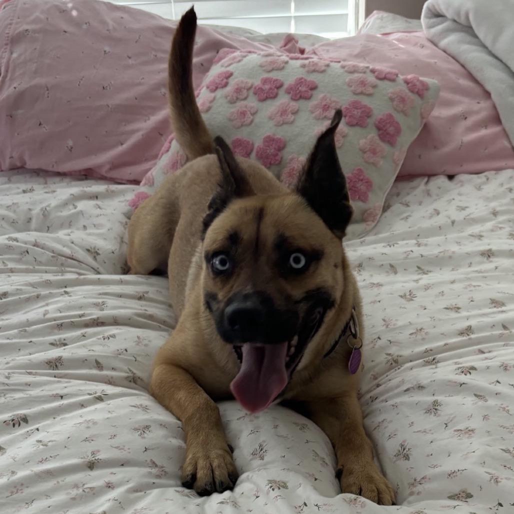 SKY, Adoptable, Adult Female Belgian Shepherd / Malinois & Mixed Breed.