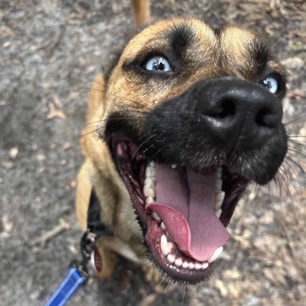 Enlarge SKY, a Adoptable mixed breed in QUINCY, FL image 2/3