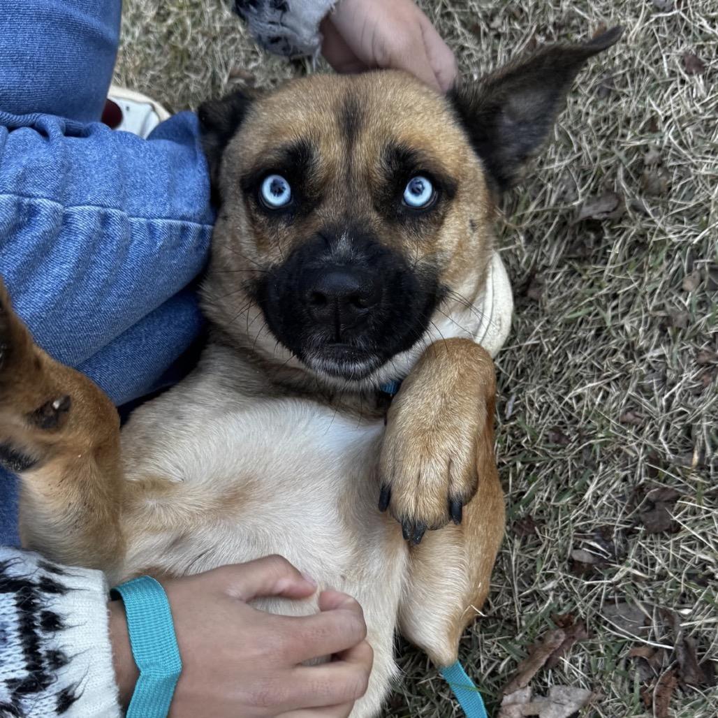 Enlarge SKY, a Adoptable mixed breed in QUINCY, FL image 3/3