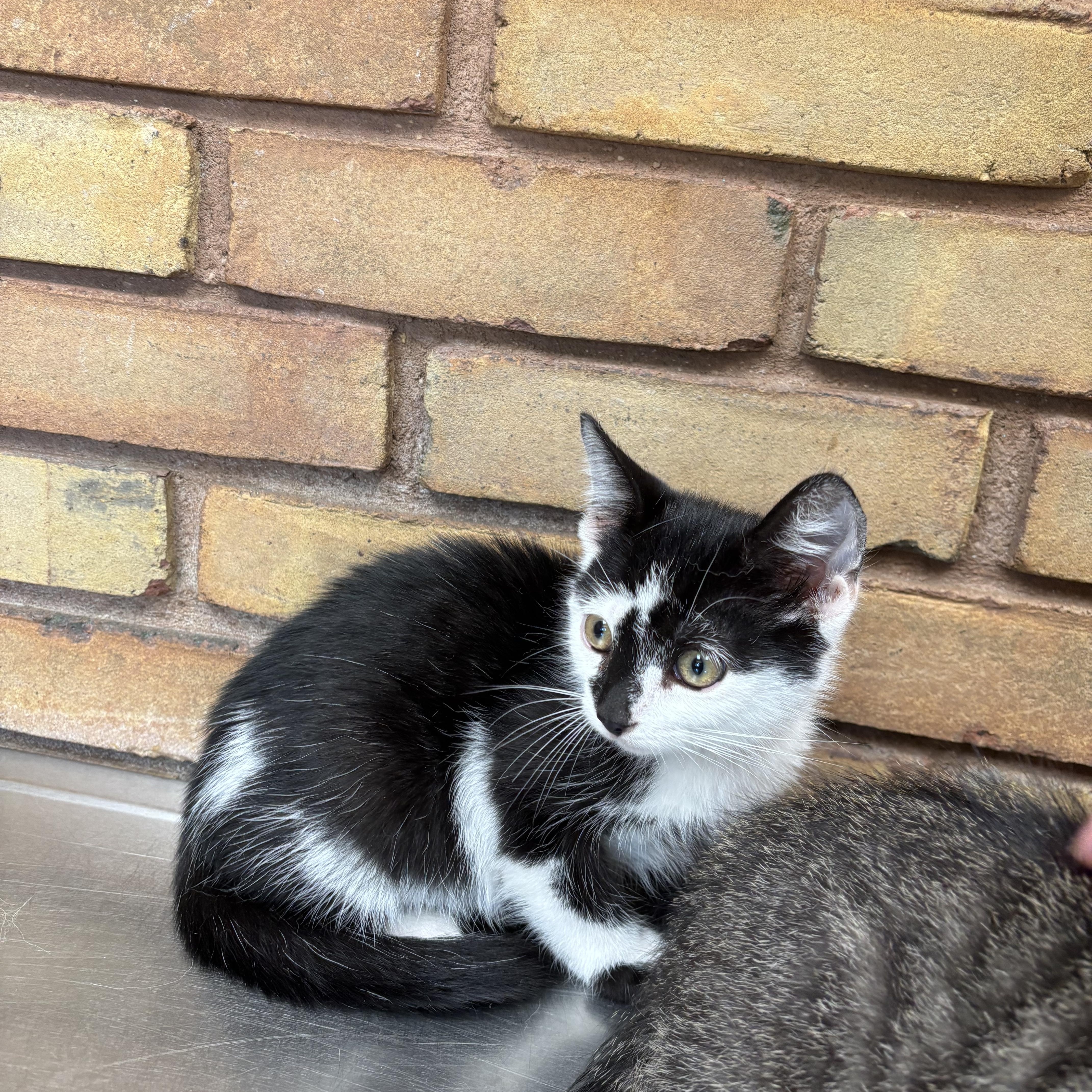 Enlarge Miso & Ginger, a Adopted Domestic Short Hair in Cuyahoga Falls, OH image 4/6