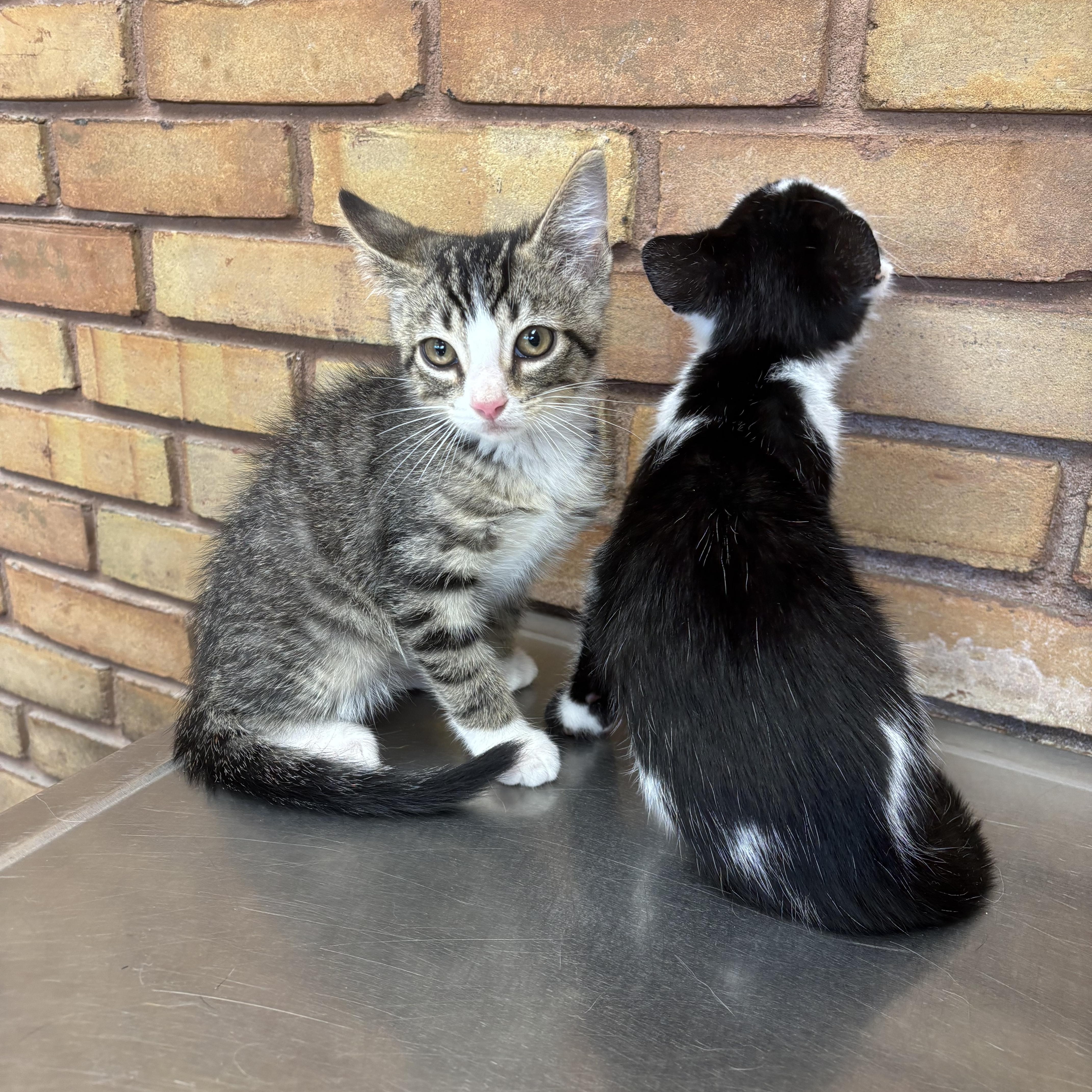 Enlarge Miso & Ginger, a Adopted Domestic Short Hair in Cuyahoga Falls, OH image 3/6
