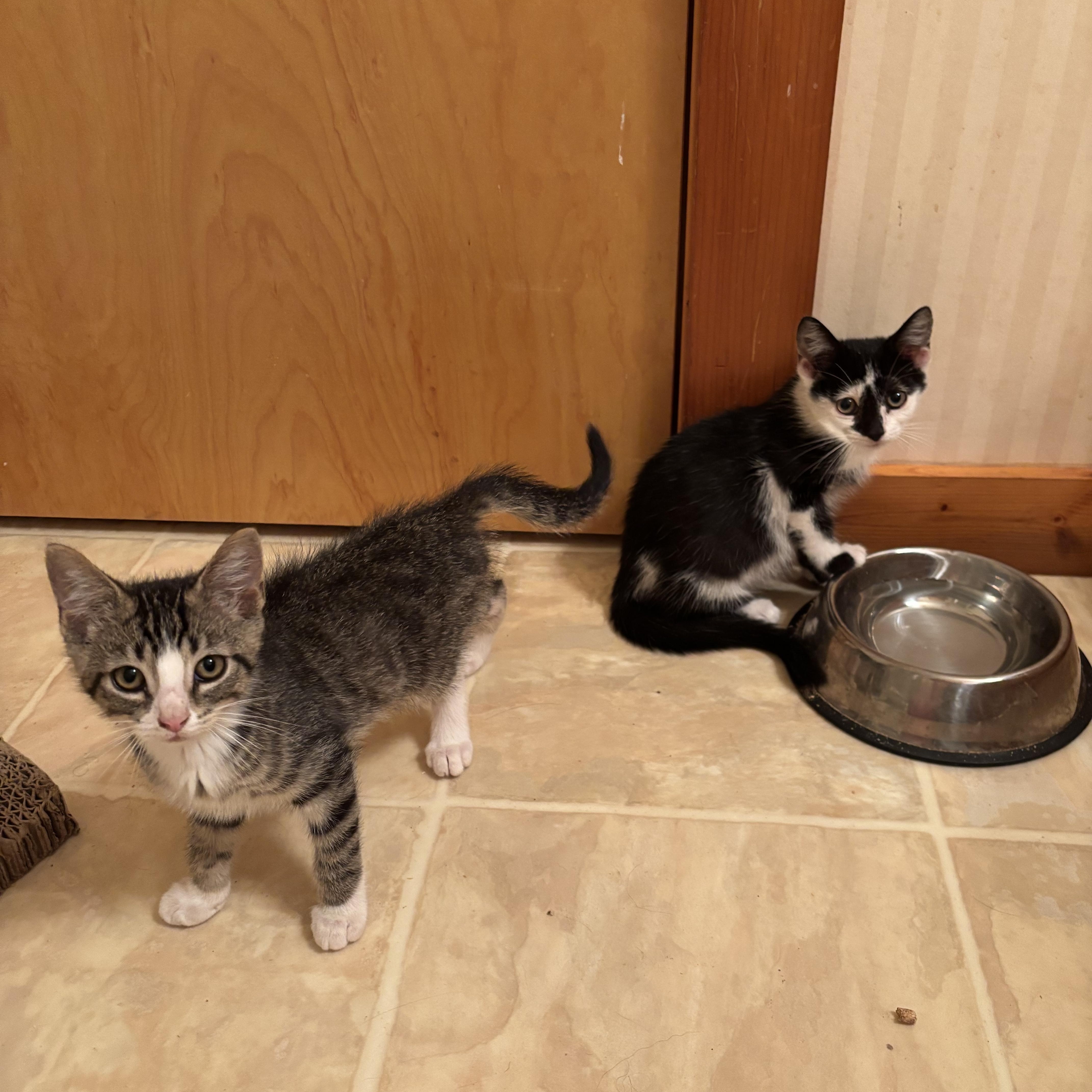 Miso & Ginger, Adopted, Kitten Male Domestic Short Hair.