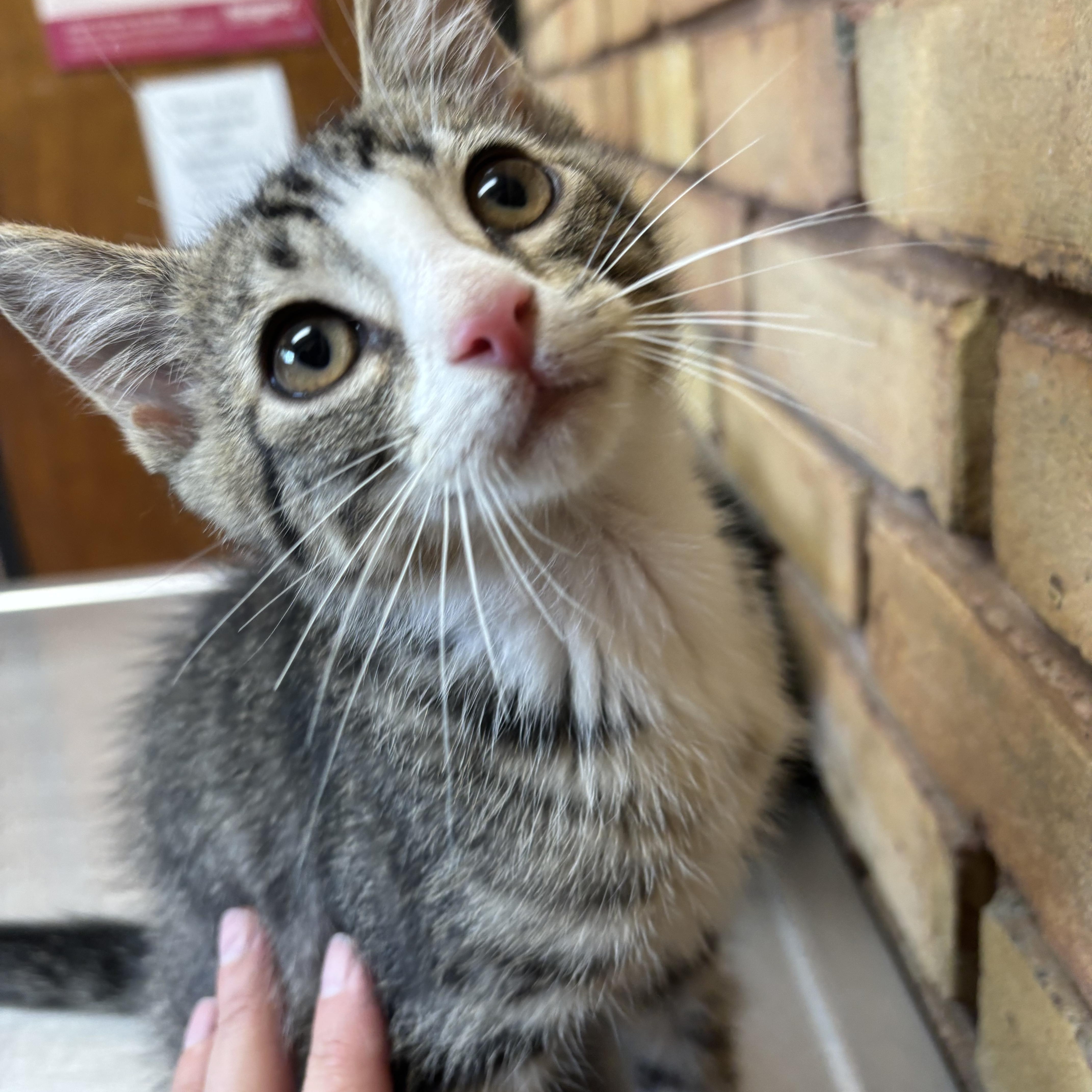 Enlarge Miso & Ginger, a Adopted Domestic Short Hair in Cuyahoga Falls, OH image 5/6