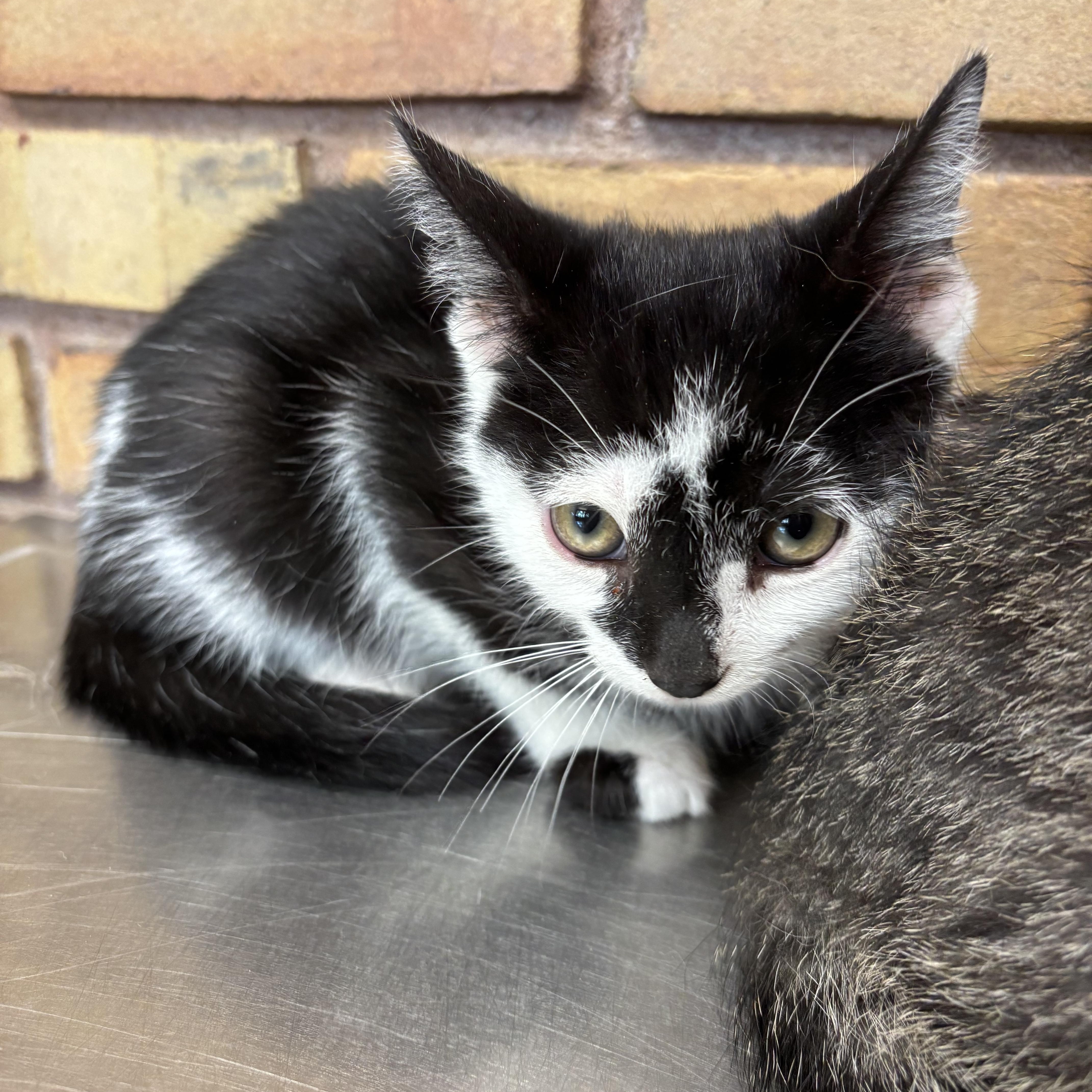 Enlarge Miso & Ginger, a Adopted Domestic Short Hair in Cuyahoga Falls, OH image 6/6