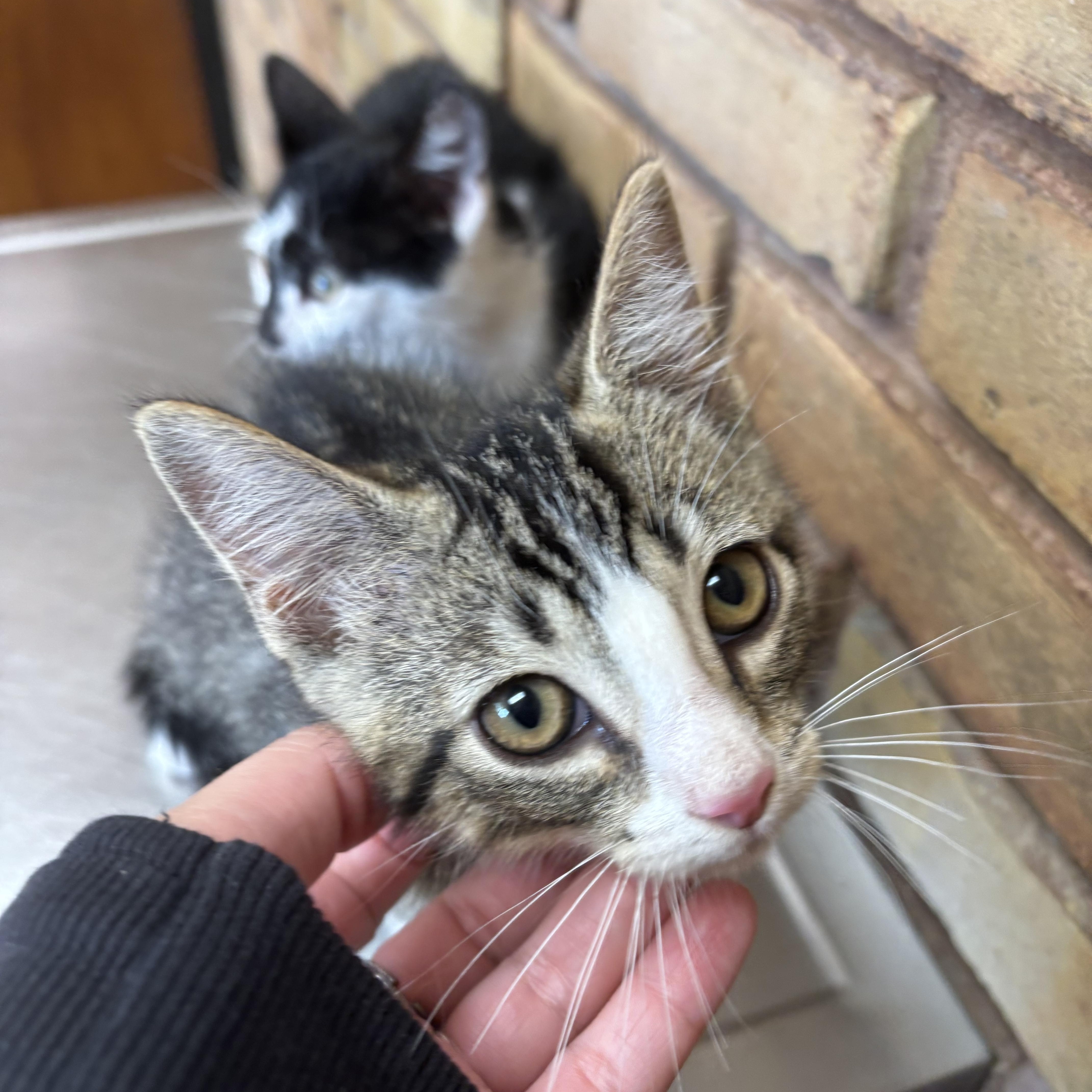 Enlarge Miso & Ginger, a Adopted Domestic Short Hair in Cuyahoga Falls, OH image 2/6