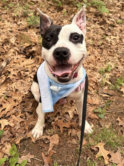 Hickory, Adoptable, Adult Female Pit Bull Terrier & Mixed Breed.